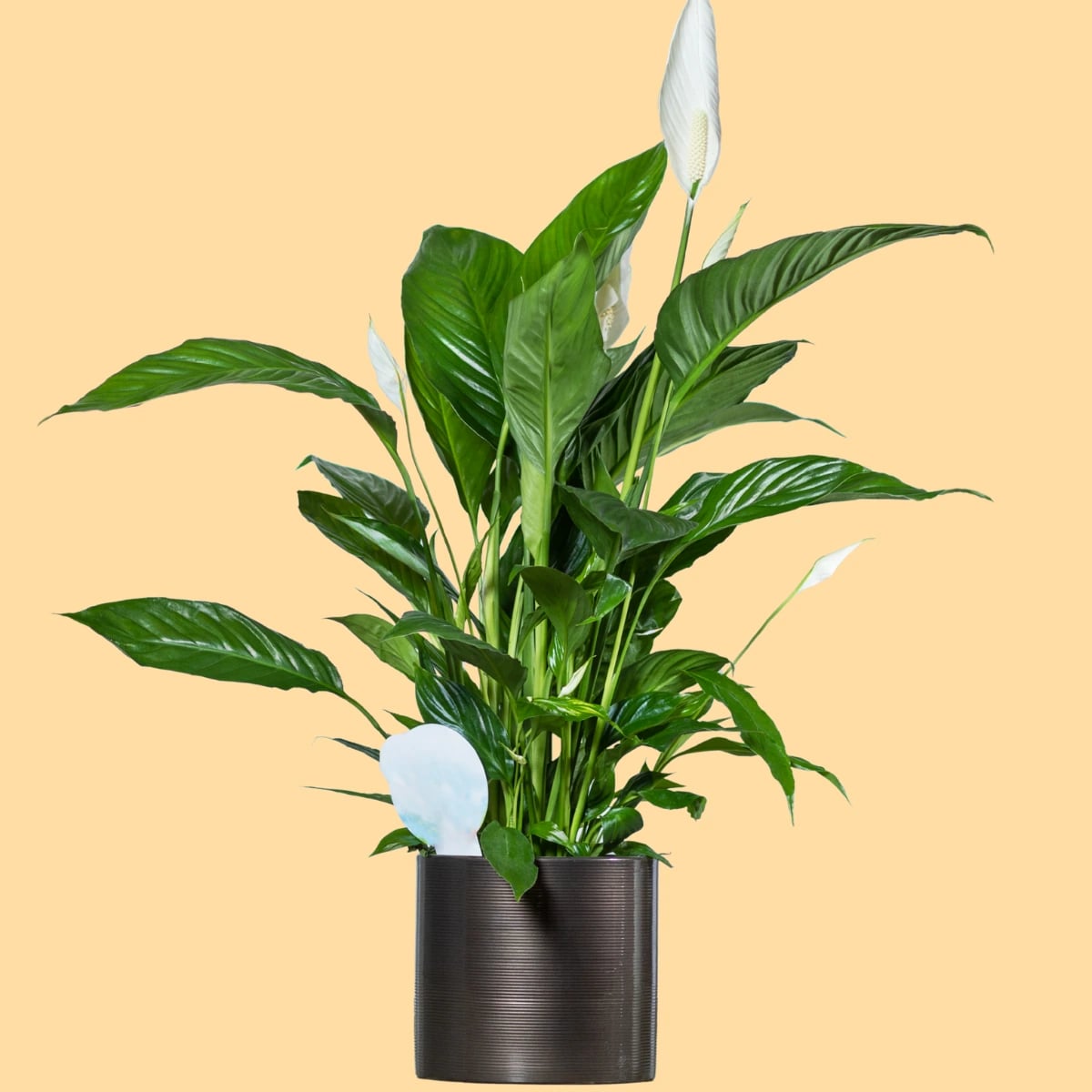 Spathiphyllum Vivaldi: Peace Lily Vivaldi - M