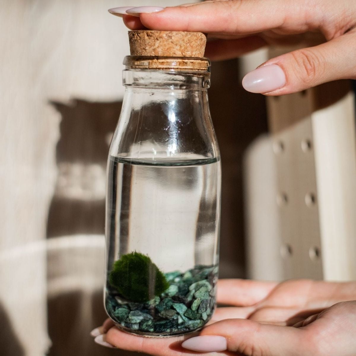 Marimo alga je idealna dekoracija- mala zelena kuglica koja ne zahtjeva odrzavanje.