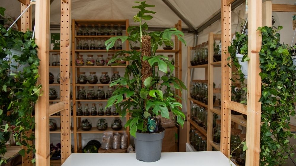 Monstera Minima je visoka zelena biljka sa velikim rupičastim lišćem.