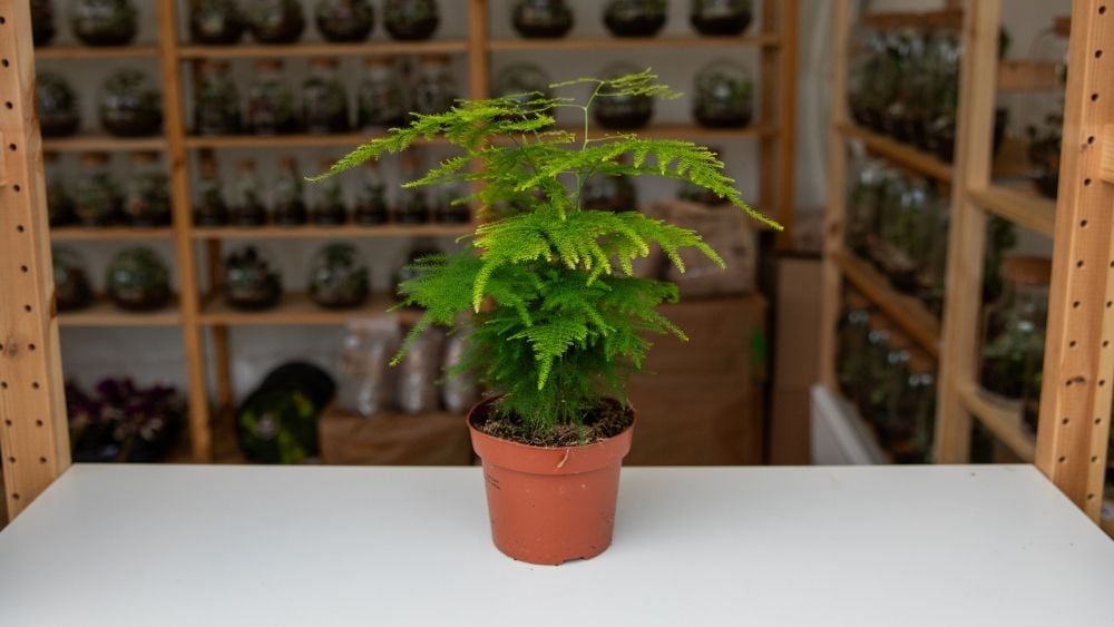 Asparagus Setaceus Plumosus 12Ø 35cm je ukrasna biljka s tankim stabljikama koja je idealna za unutarnje prostore i terarije.