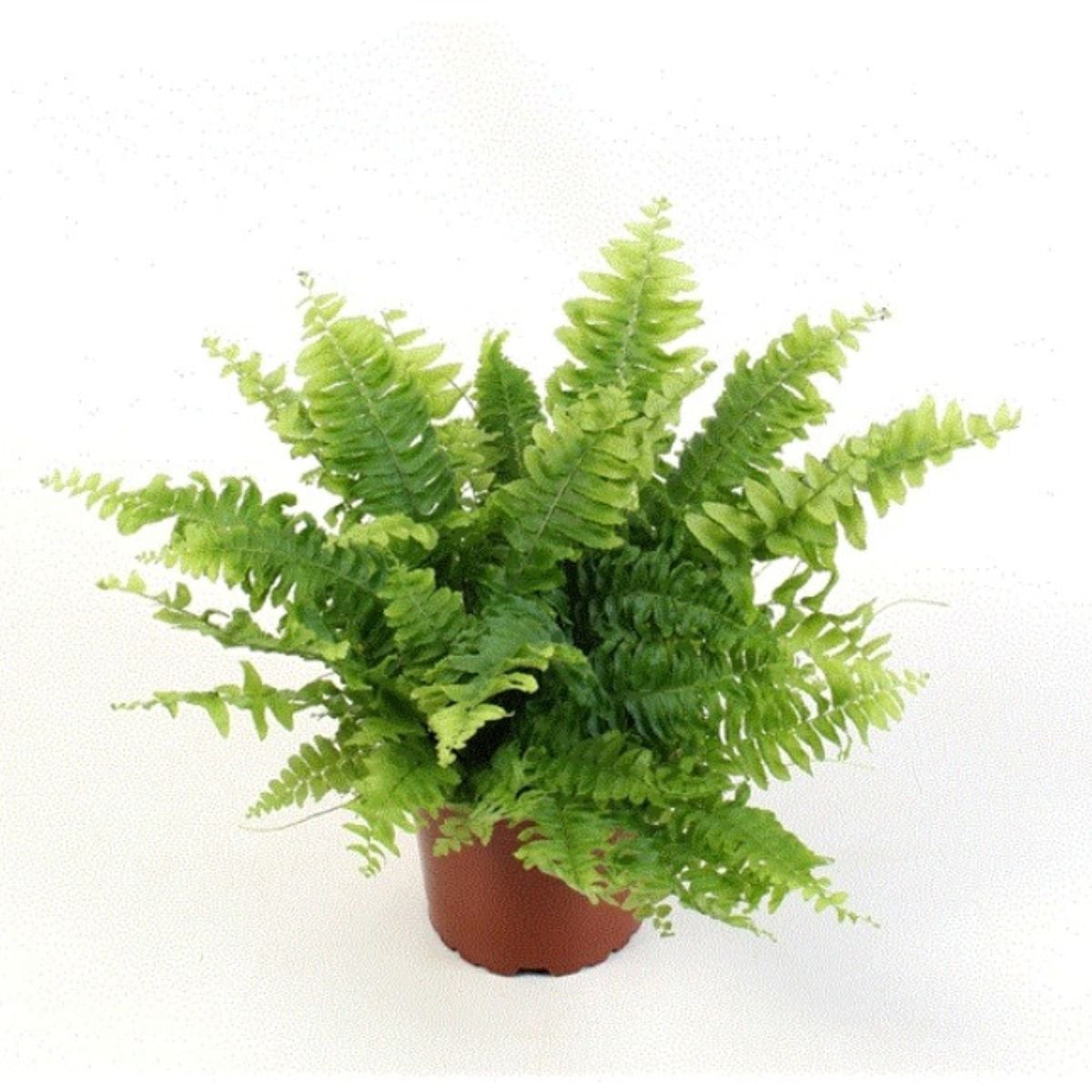 Na slici se nalazi Nephrolepis 'Green', paprat bujnih zelenih listova koji se graciozno spuštaju prema dolje.