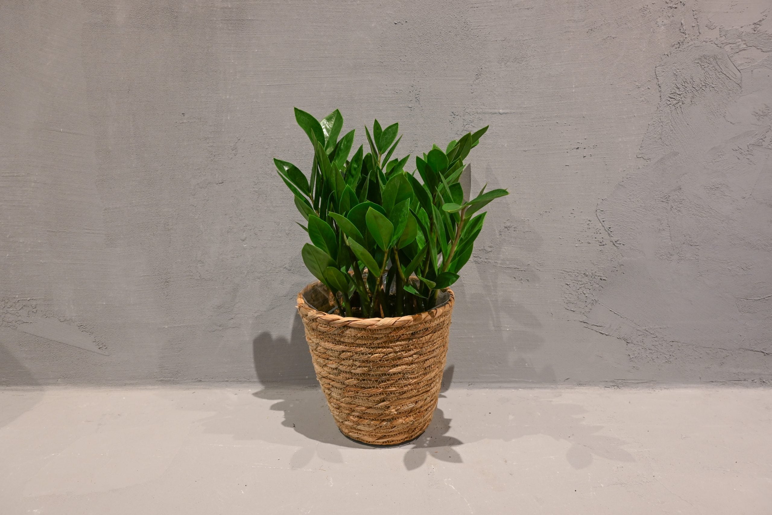 Zamioculcas zamifolia Lucky: ZZ Plant Lucky - S