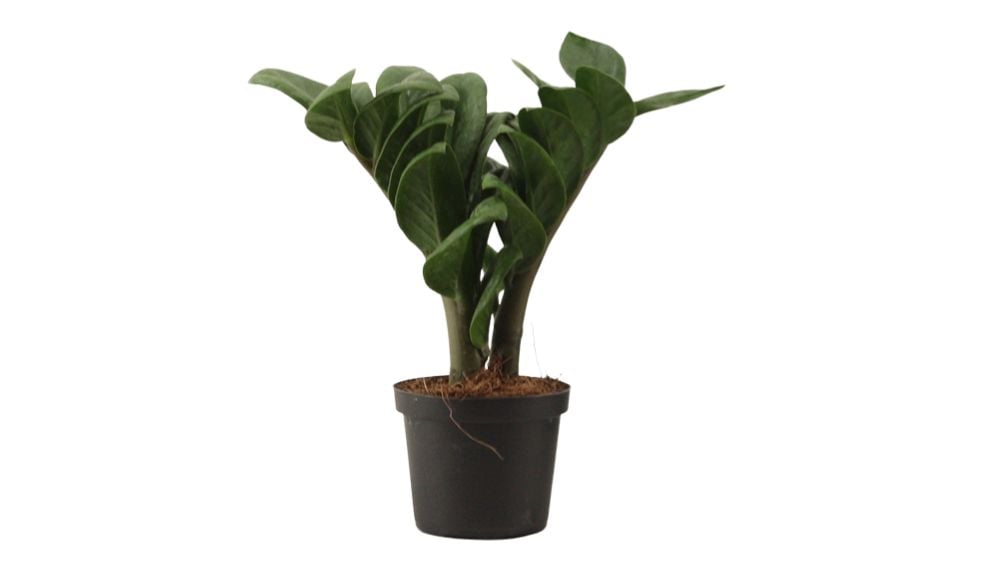Zamioculcas zamifolia Zenzi: Dwarf ZZ Plant - XS/S