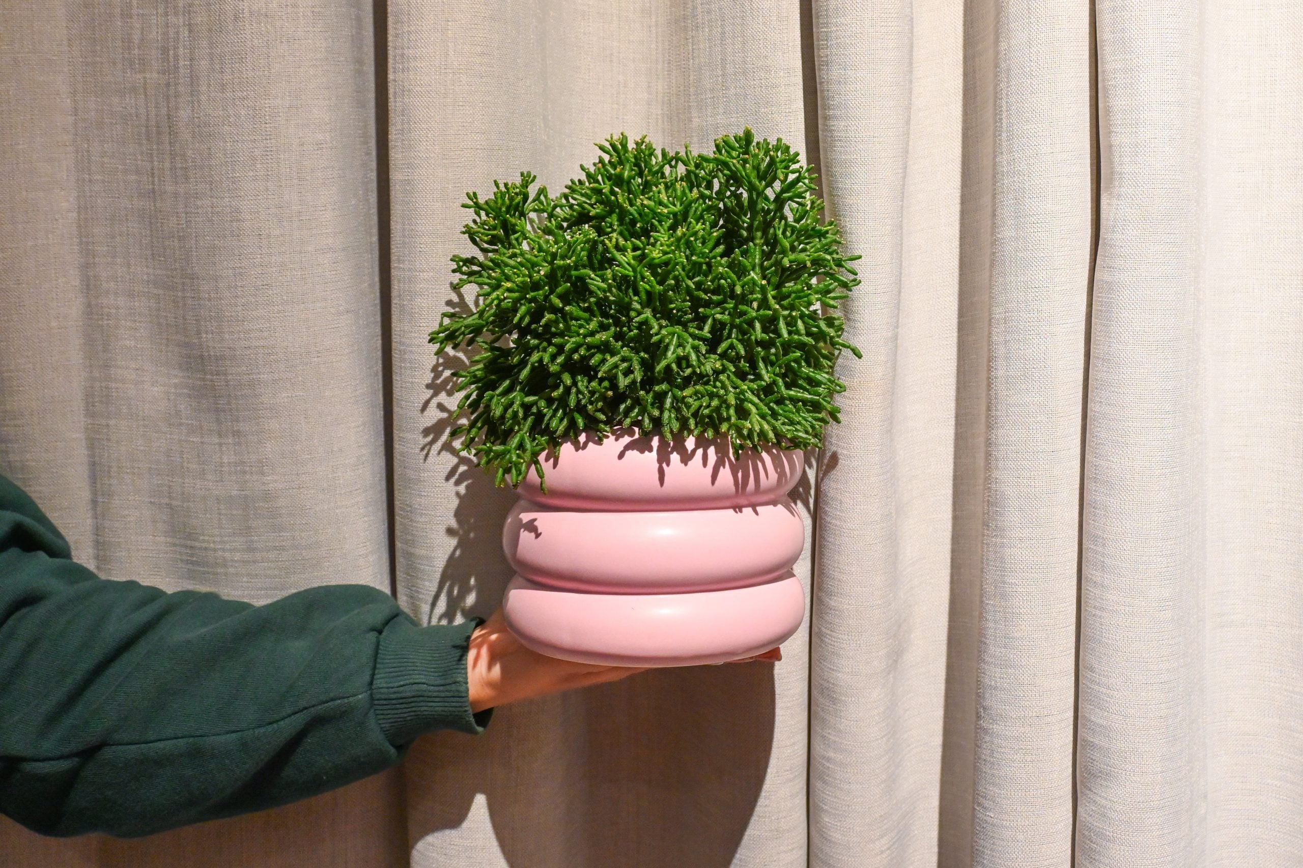 Ripsalis assutha Cassera: Mistletoe Cactus (Rhipsalis baccifera) - S