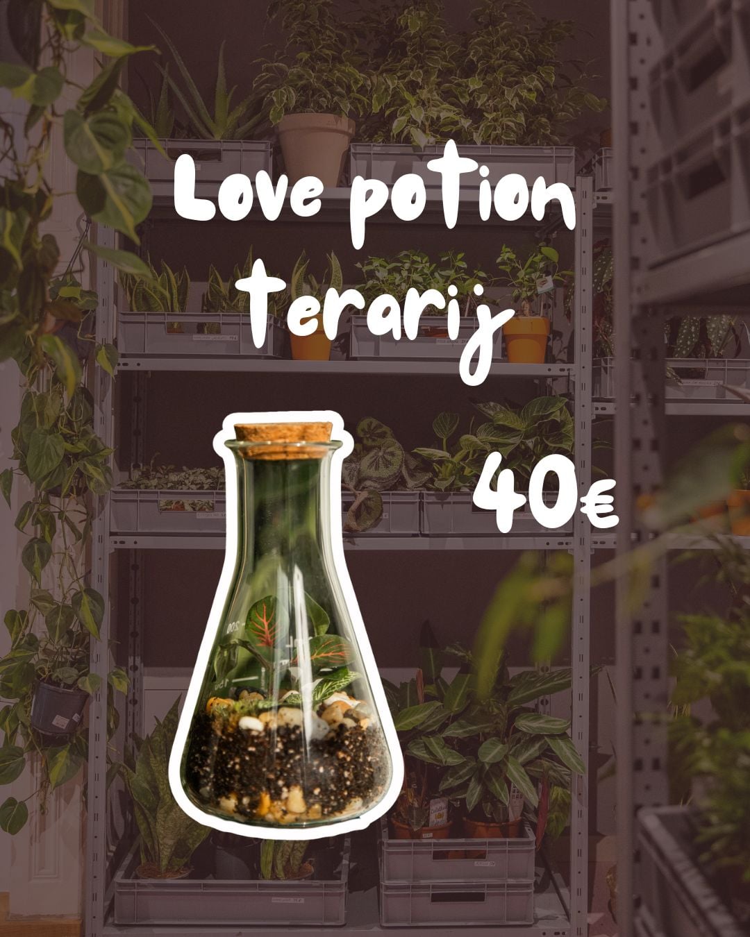 Terarij Love Potion
