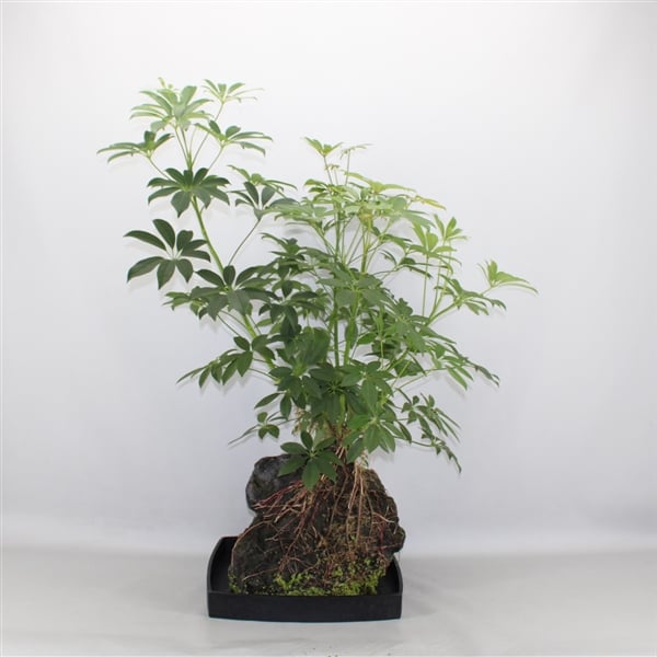 Šeflera na lava kamenu: Schefflera Arboricola - XXL