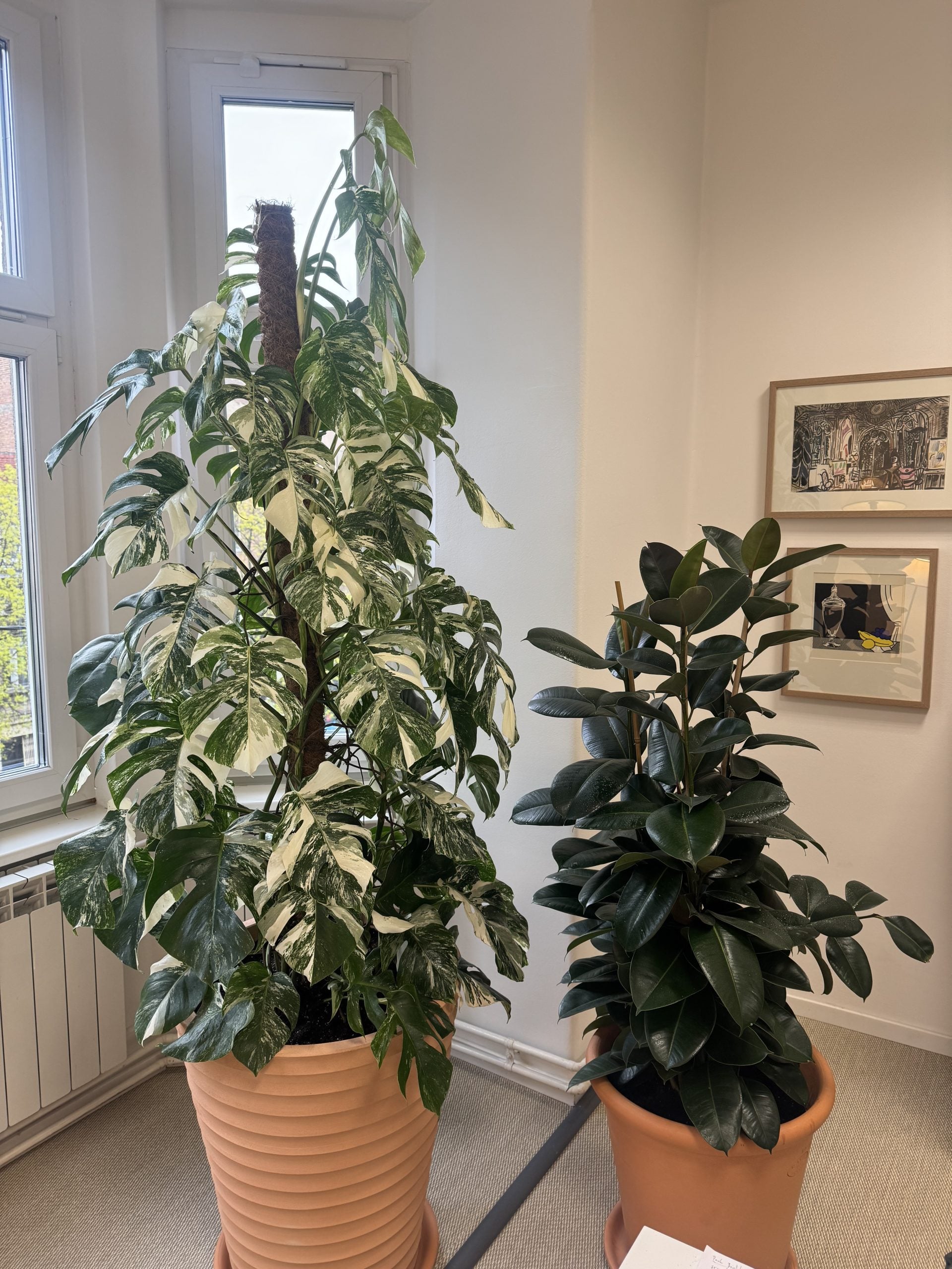 Monstera Albo XXL