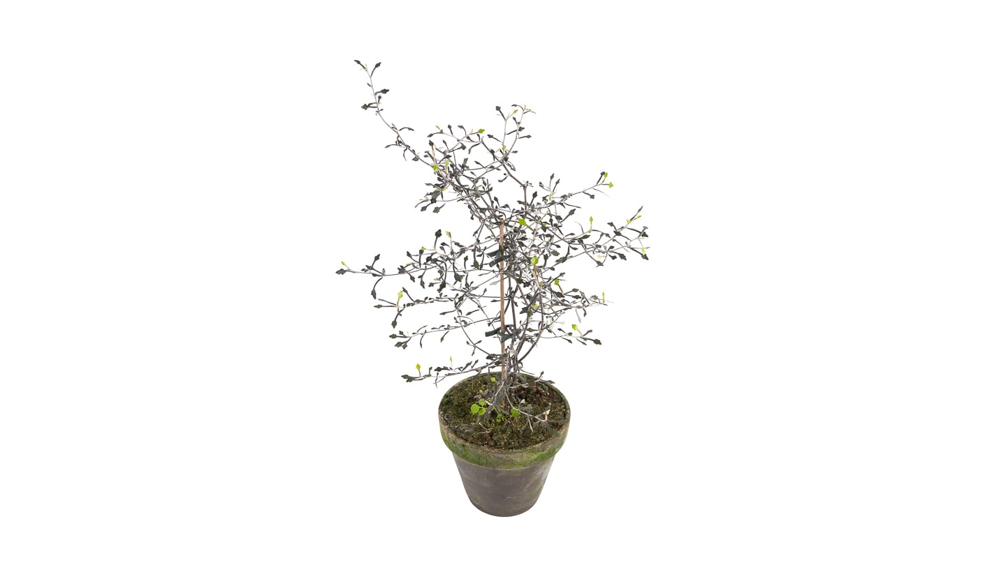 Corokia cotoneaste - M