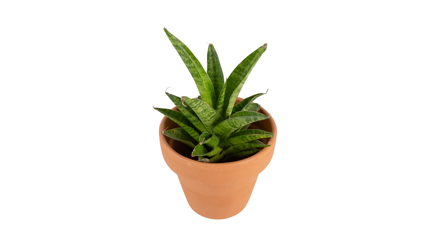Sansevieria cylindrica: Cylindrical Snake Plant (Sansevieria cylindrica) - M