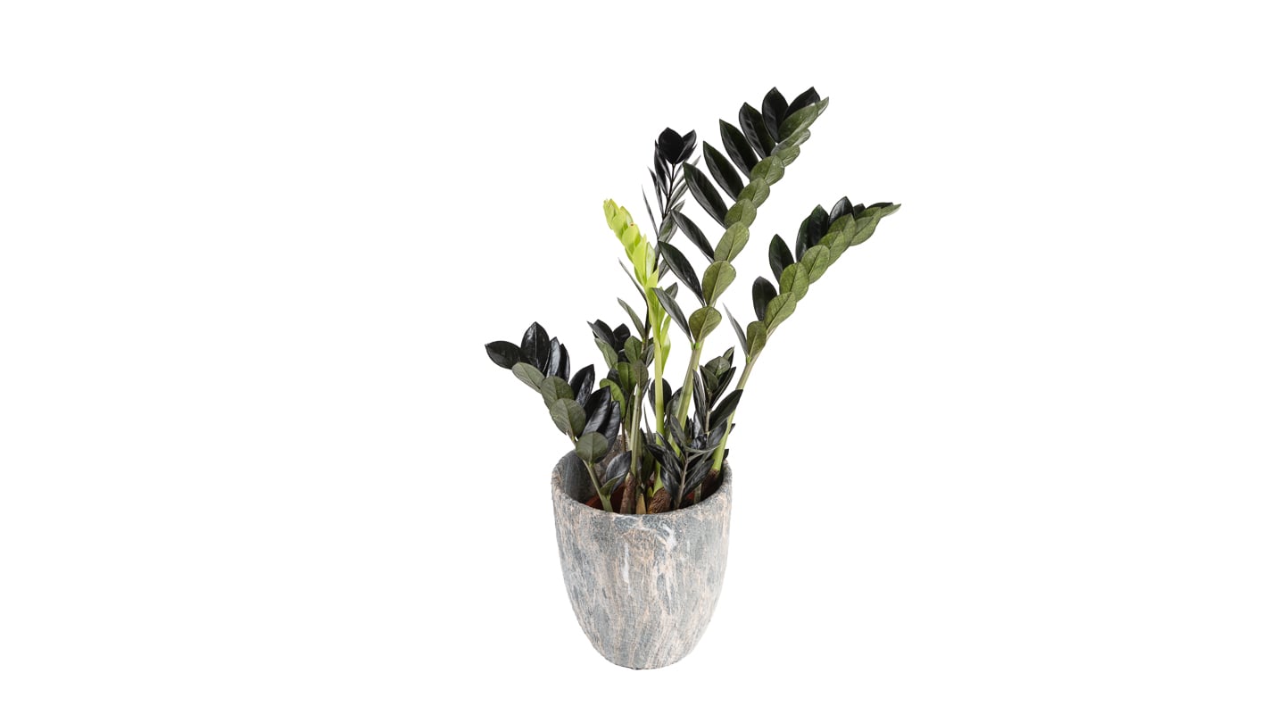 Zamija: Raven (Zamioculcas zamiifolia, crna zamija) - L