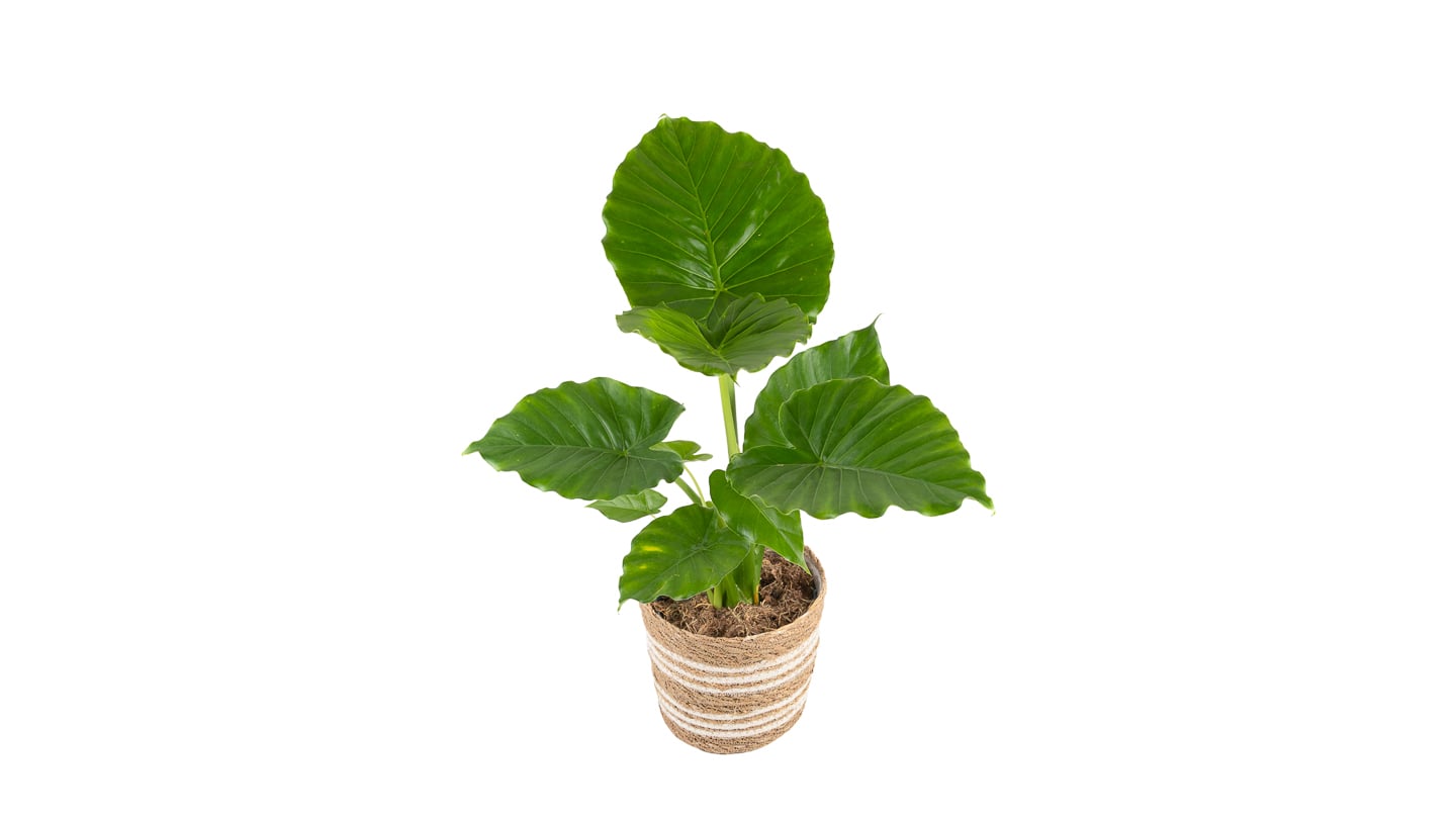 Adam: Alokazija Gageana (Alocasia) - XL