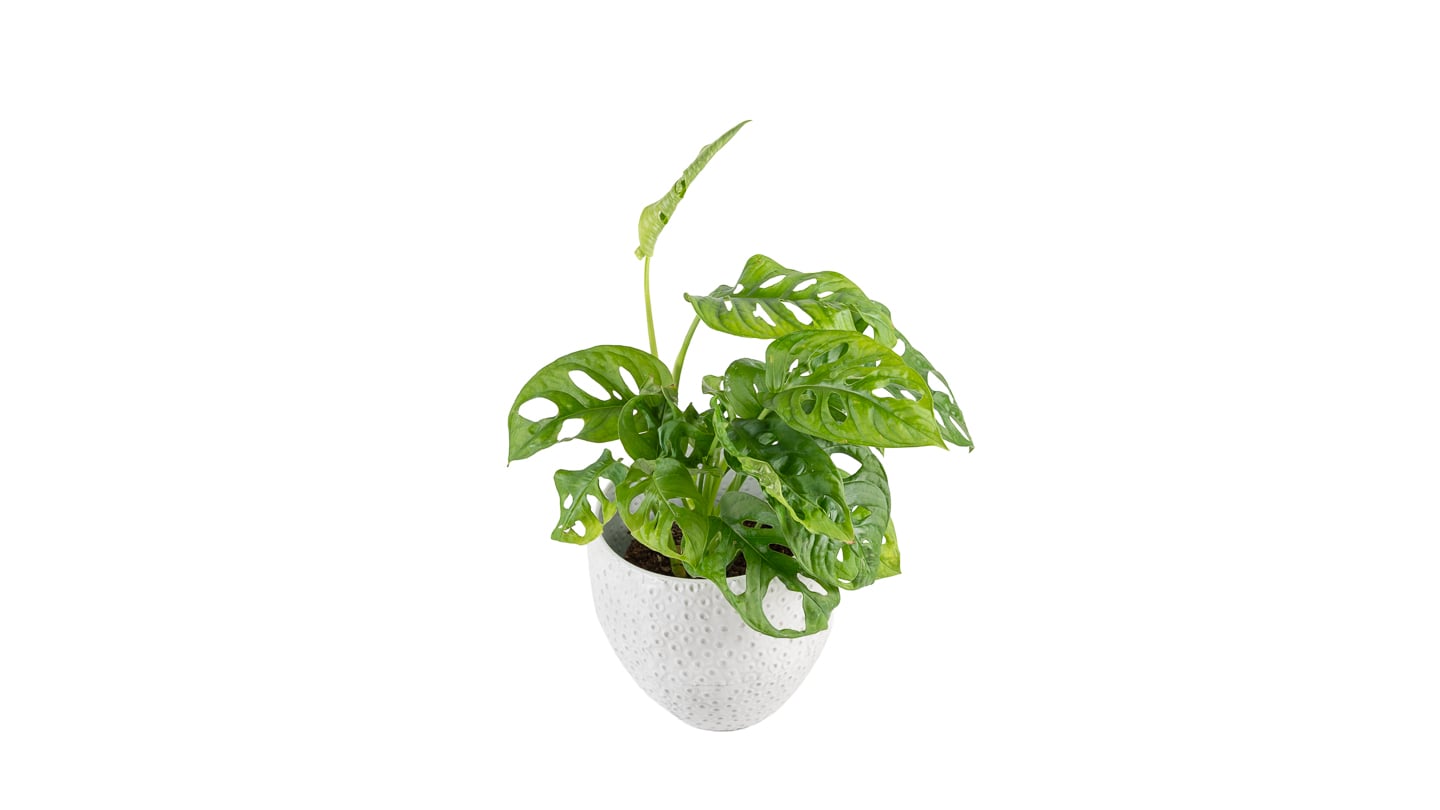 Monstera adansonii: Monkey Mask (Monstera adansonii) - M