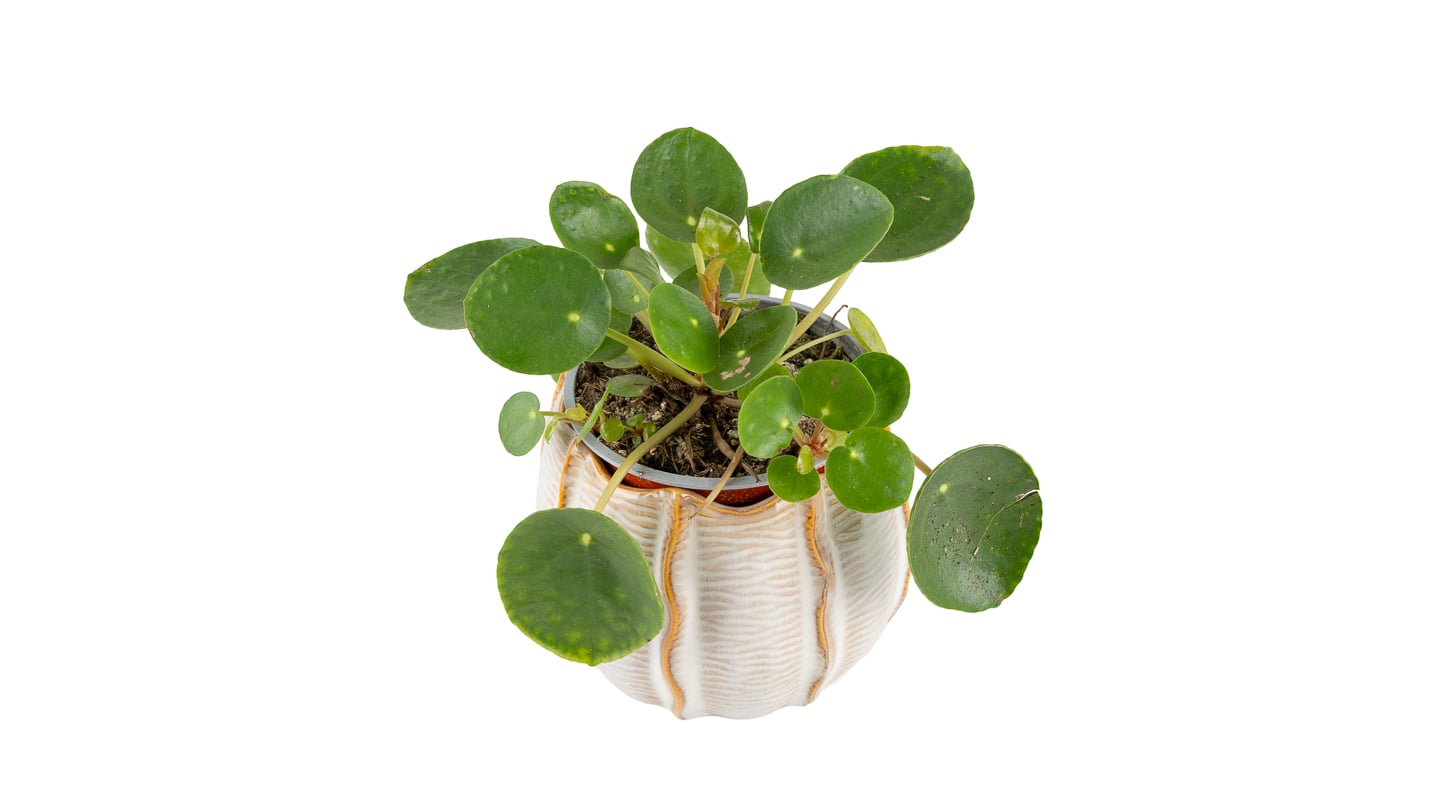 Kineski novčić: Chinese money plant (Pilea) - S