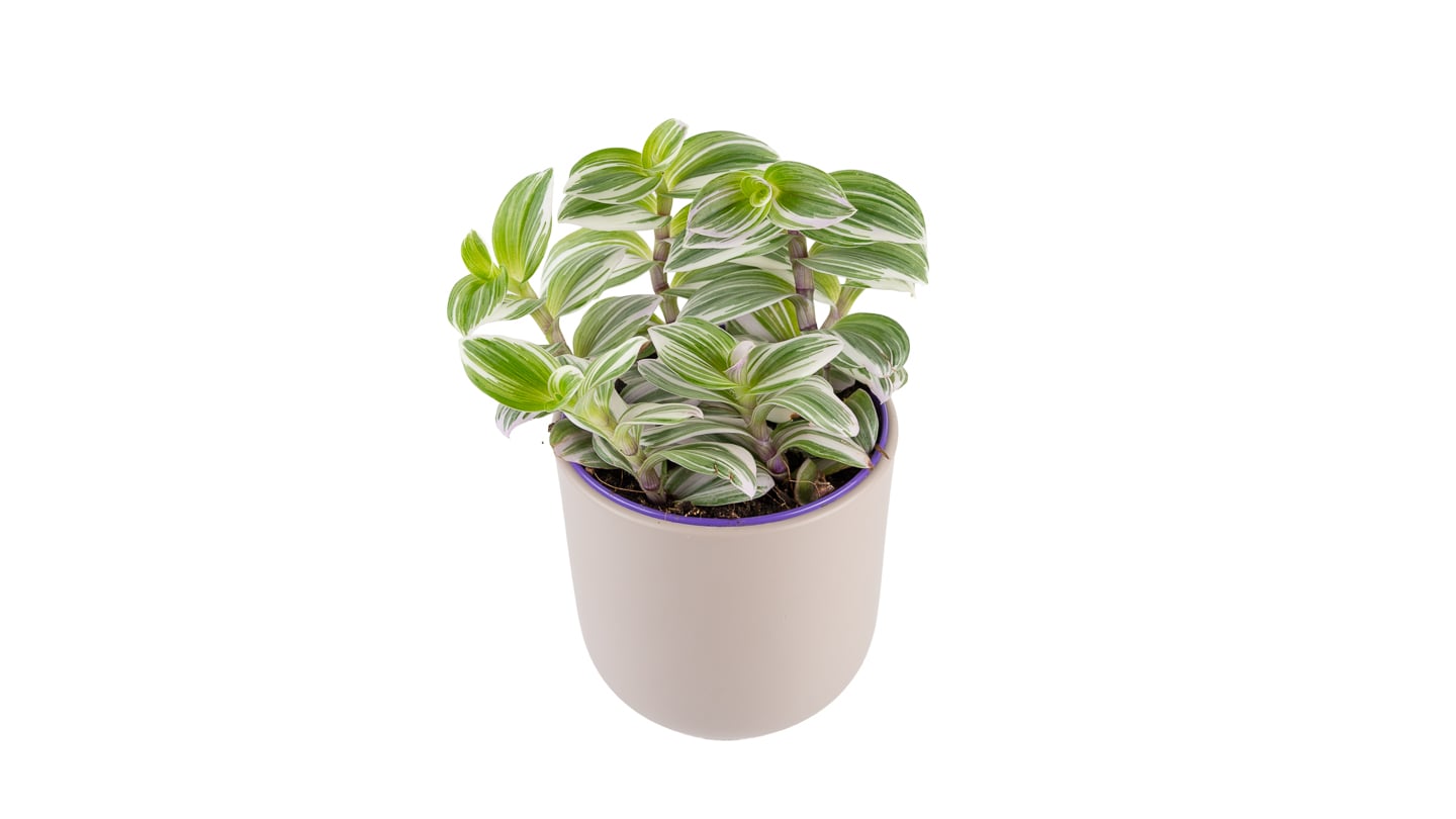 Tradeskantia albiflora: Wandering Jew (Tradescantia albiflora) - S
