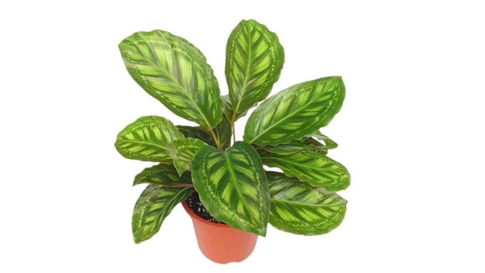Kalateja Flame Star (calathea) - M