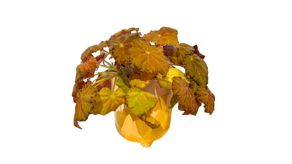 Begonija yellow (žuta begonija) - M