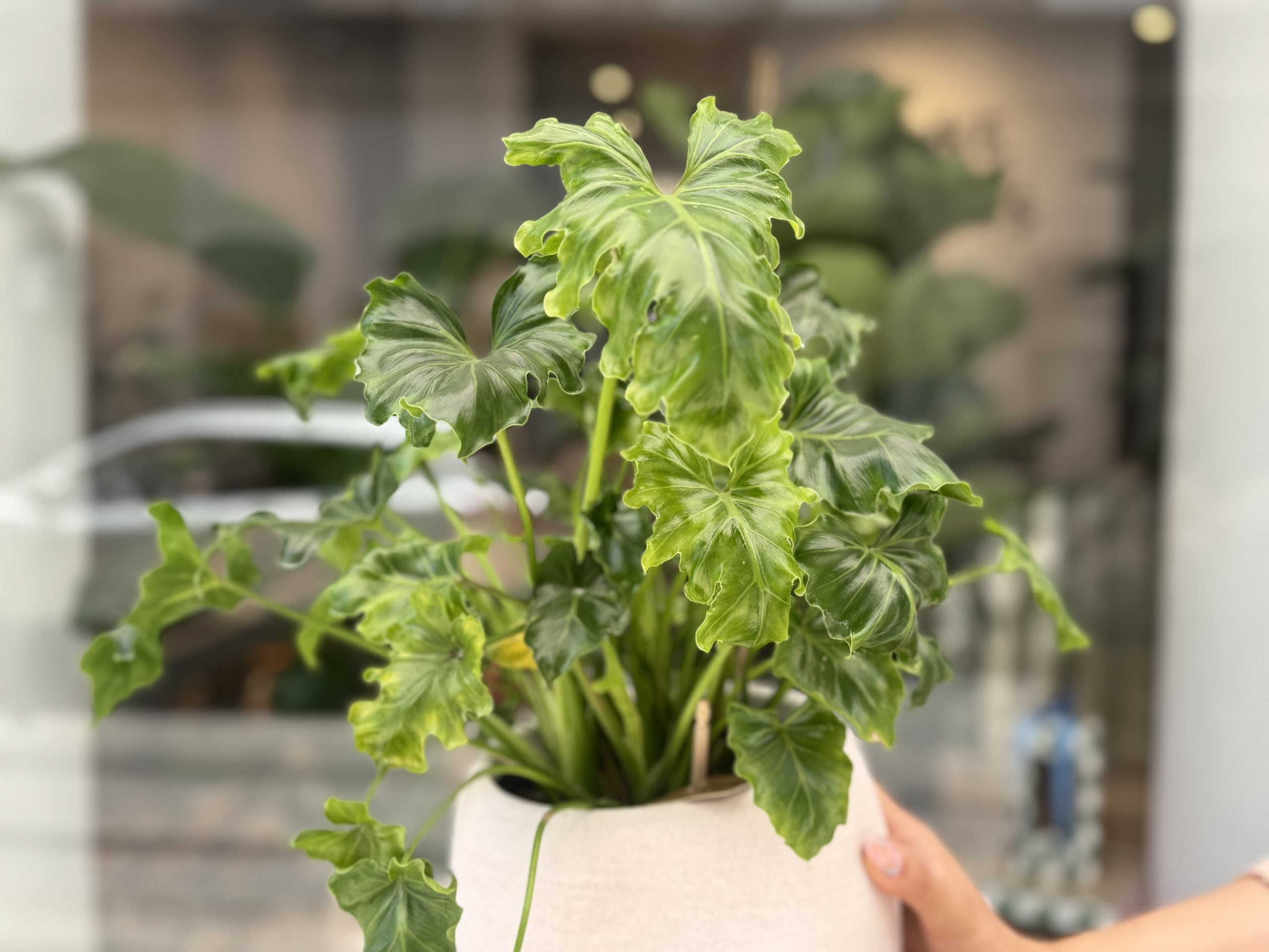 Filadendron (philodendron) - M