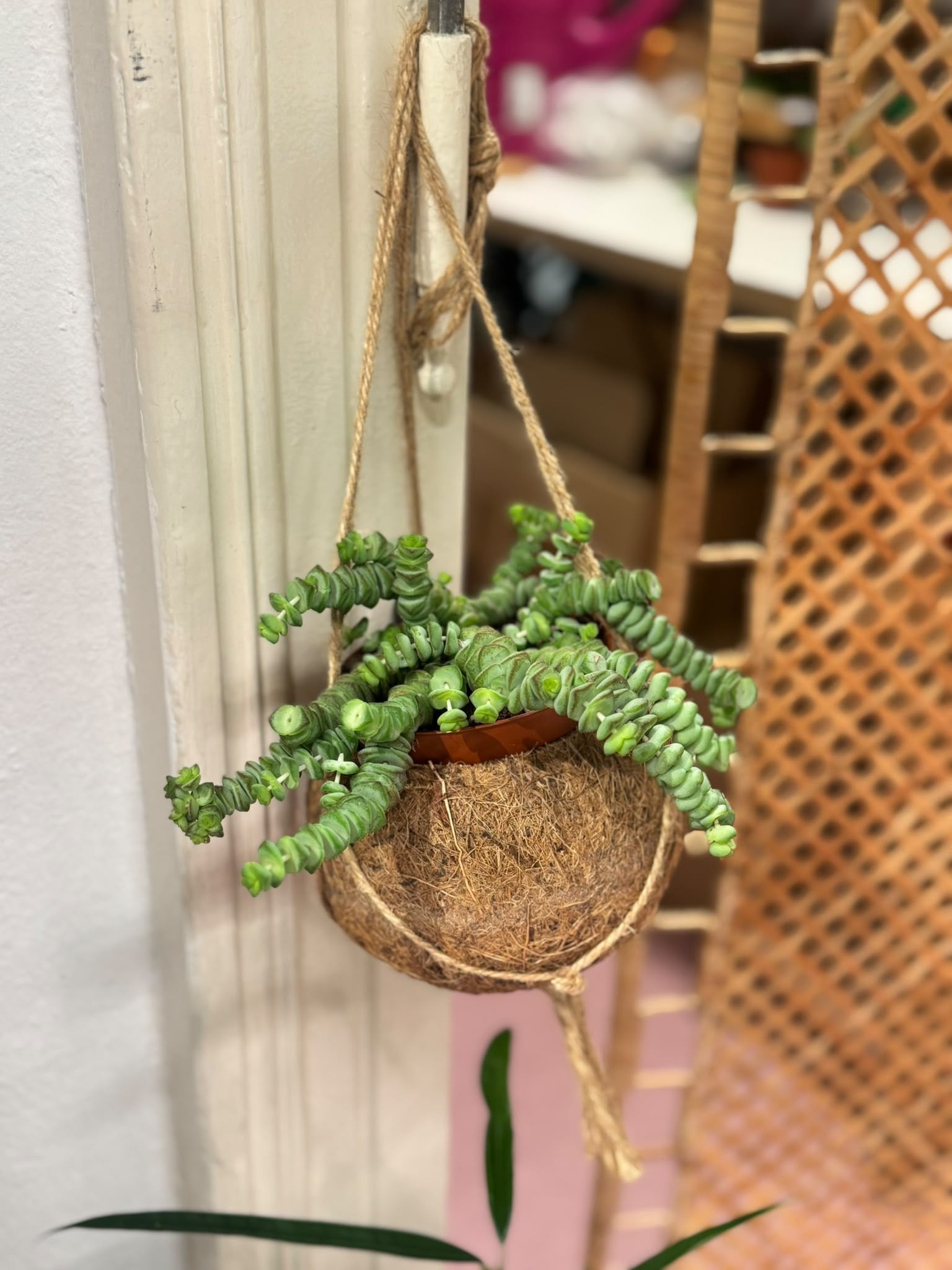 Krasula hottentot (crassula, biljka novca) - S