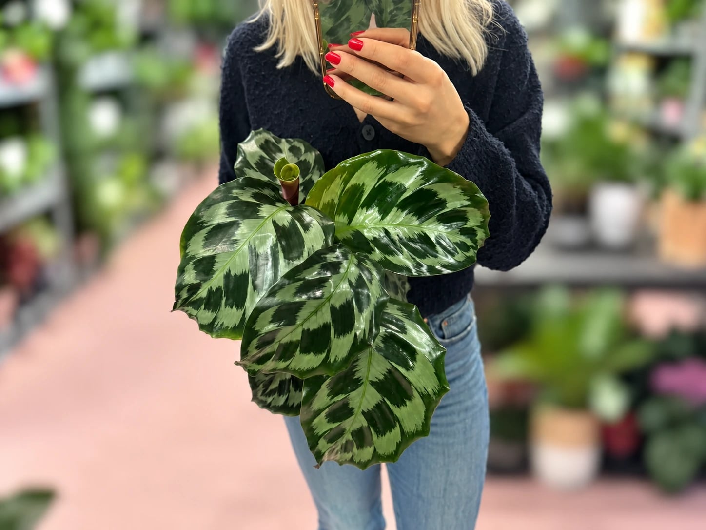 Kalateja Helen Kennedy (Calathea) - M