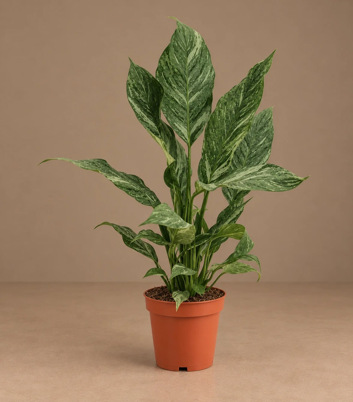 Spatifilum Diamond: Peace Lily Diamond (Spathiphyllum) - L