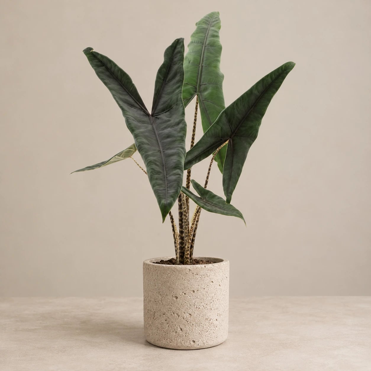 Alokazija Tigrina Superba (Alocasia) - M