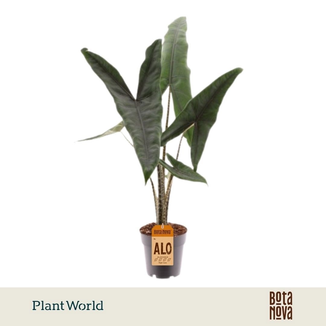 Alokazija Tigrina Superba (Alocasia) - M