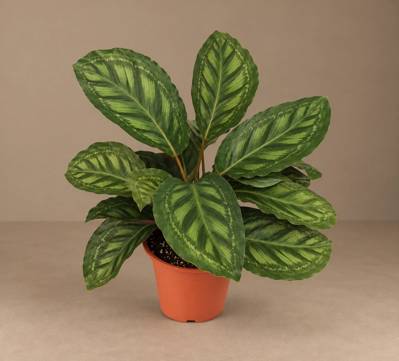 Kalateja Flame Star (calathea) - M