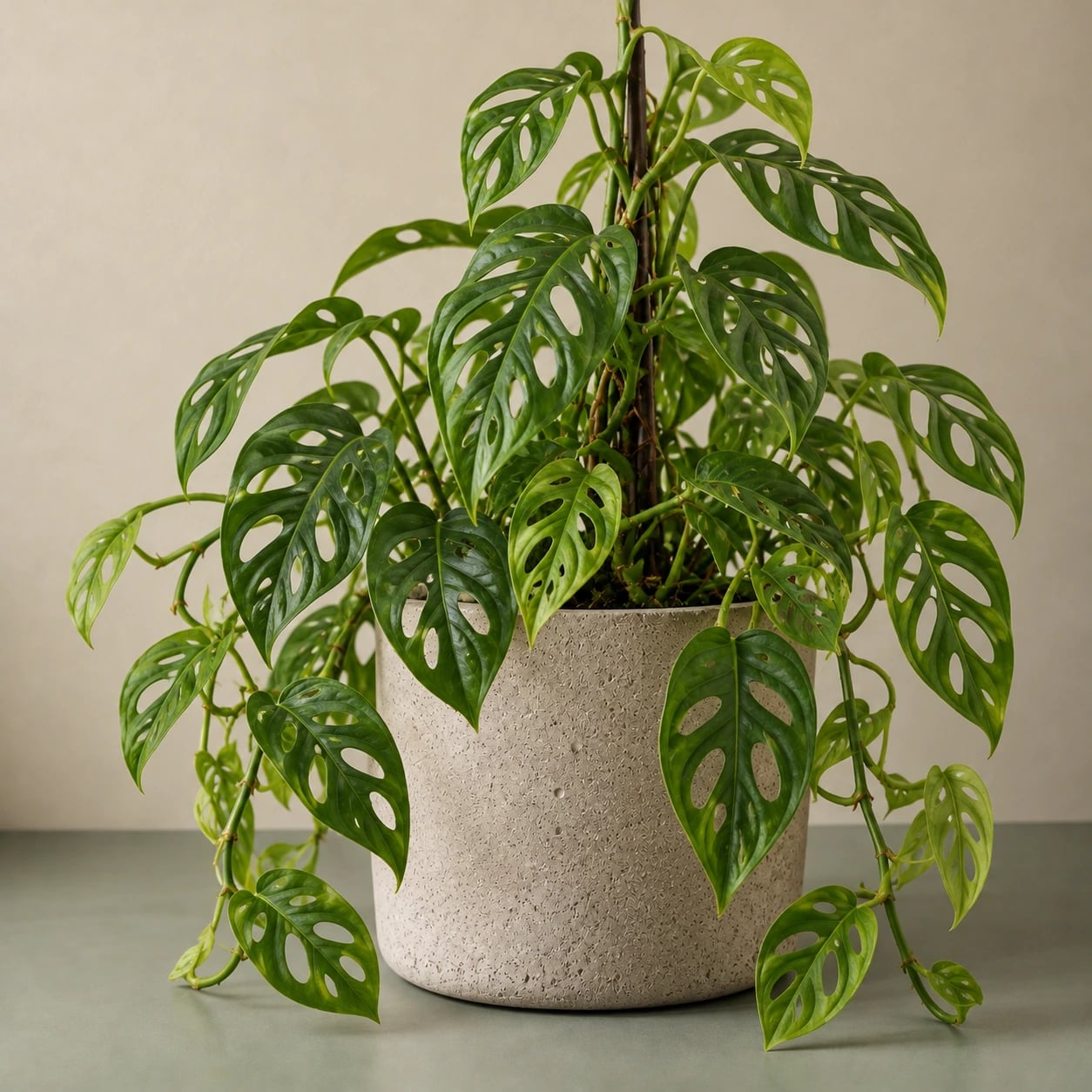 Monstera adansonii: Monkey Mask (Monstera adansonii) - M