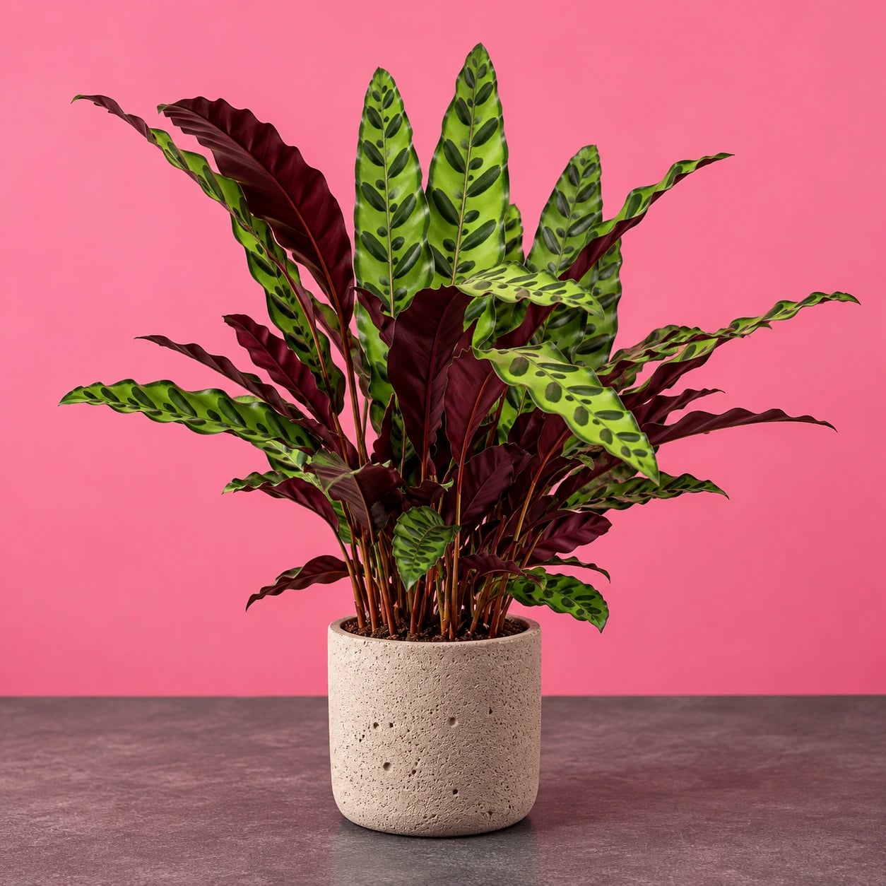 Kalateja Lancifolia: Rattlesnake Plant (Calathea) - M