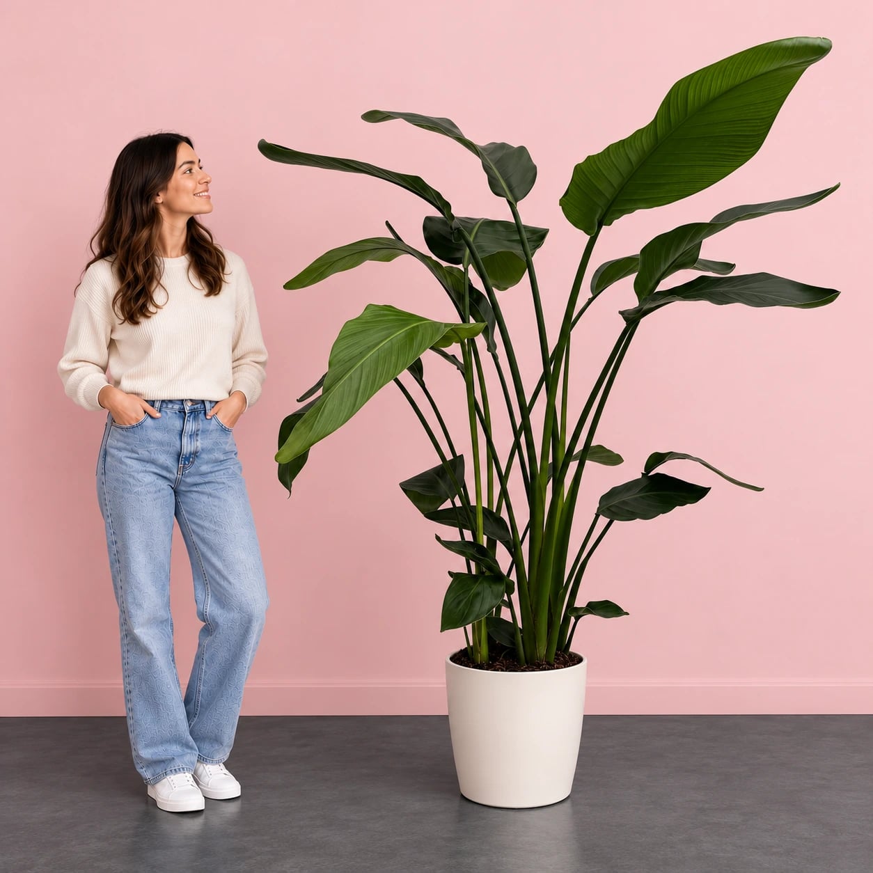 Strelicija Nicolai: Bird of Paradise (Rajska ptica, strelitzia) – XL