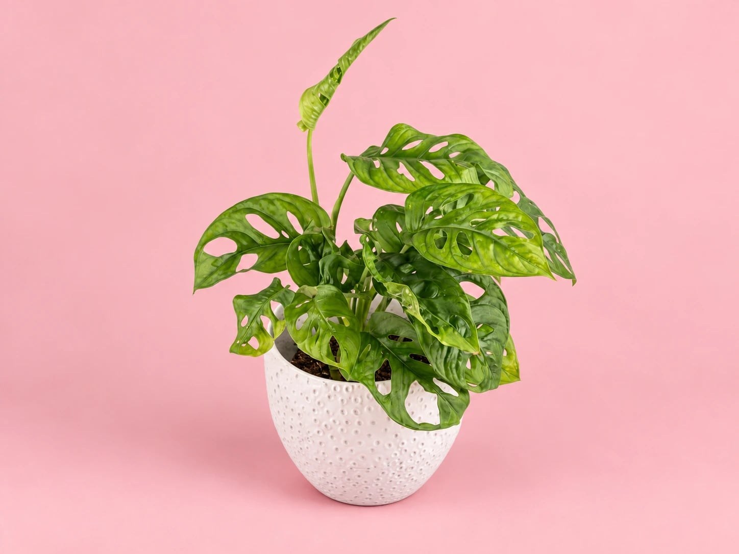 Monstera adansonii: Monkey Mask (Monstera adansonii) - M