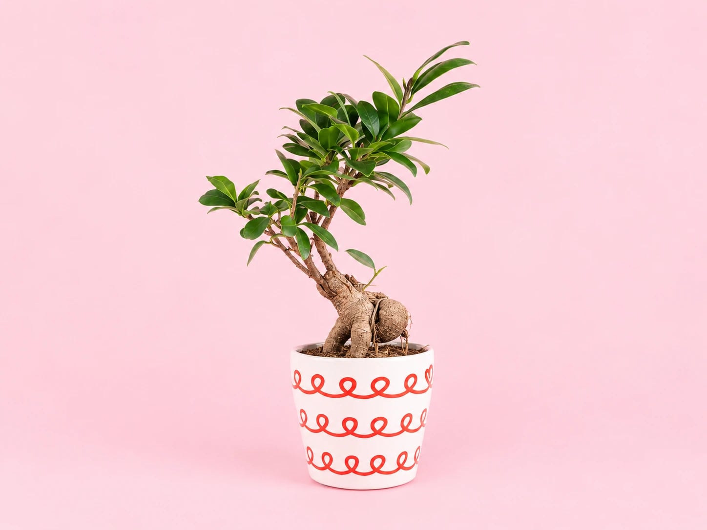 Fikus Ginseng Bonsai: Ginseng Fig Bonsai (Ficus microcarpa) - M