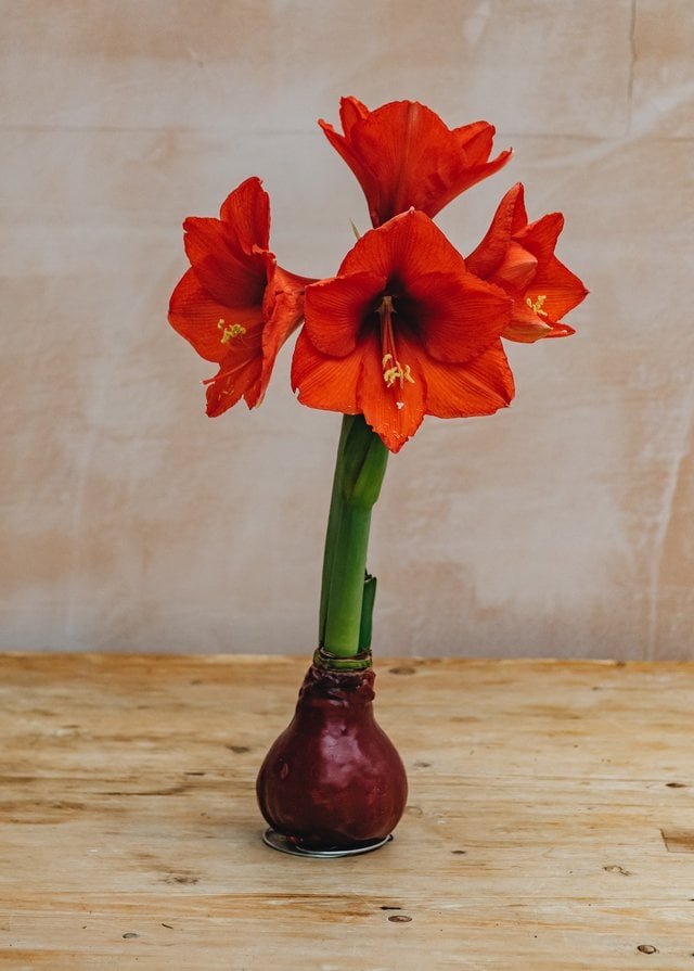 Amarilis u vosku - S