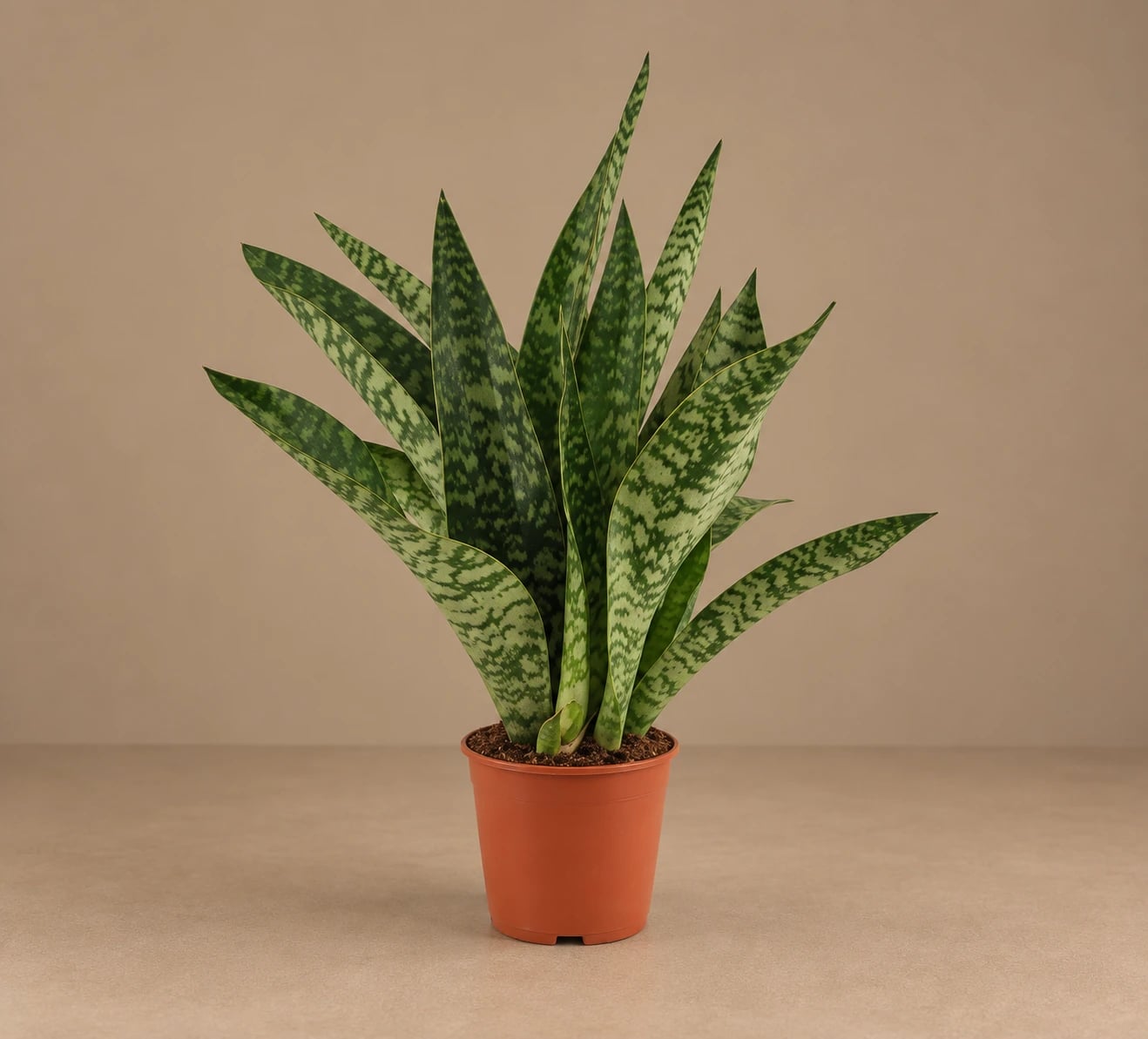 Sanseverija: Sansevieria Aubrytiana (Svekrvin jezik) - M
