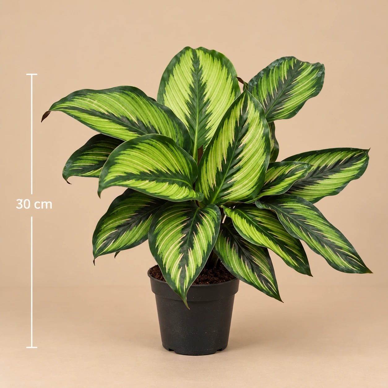 Kalateja: Pinstripe Calathea (Calathea Pinstripe) - M