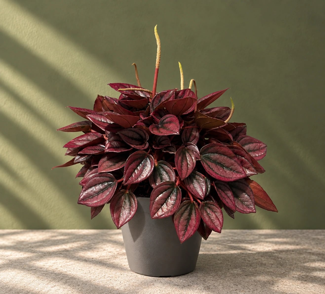Peperomija Caperata: Peperomia Caperata Red - M