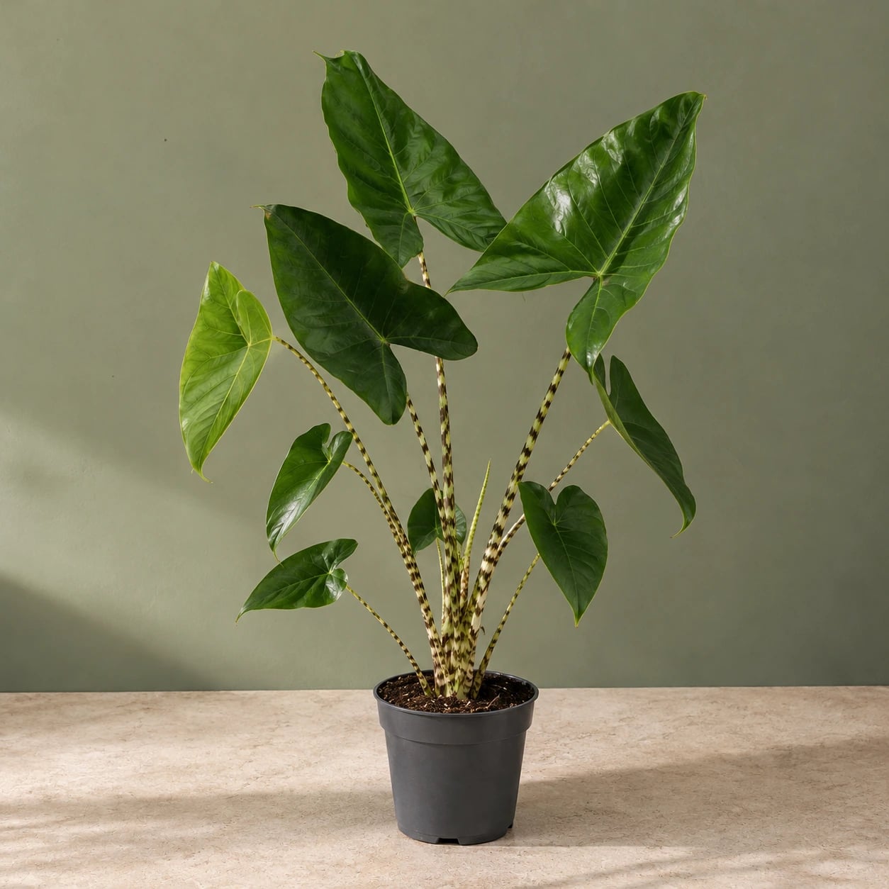 Alokazija Zebrina (Alocasia) - L