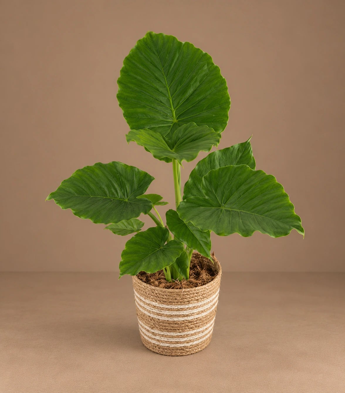 Adam: Alokazija Gageana (Alocasia) - XL