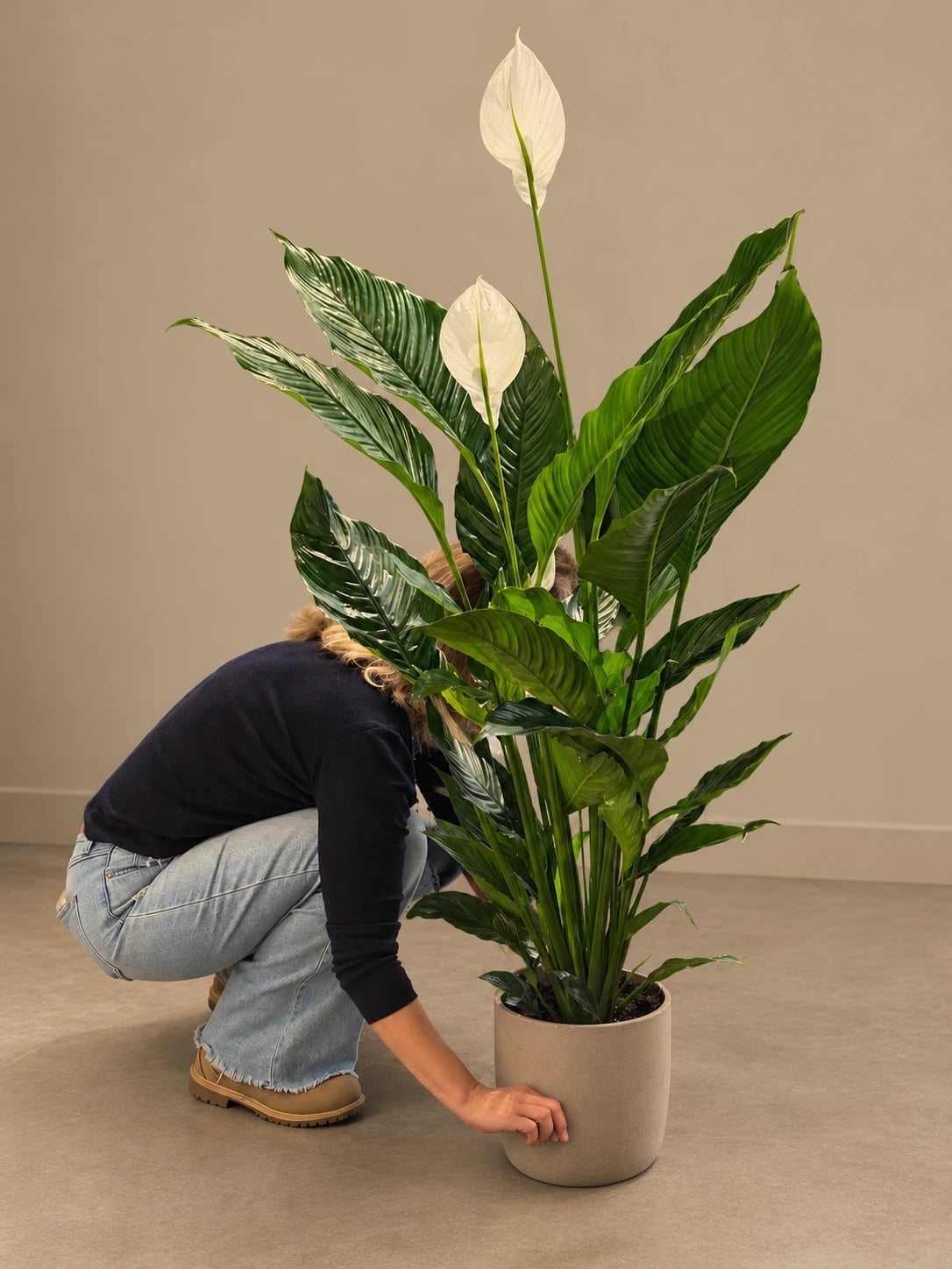 Spatifilum (spathiphyllum) - XXL