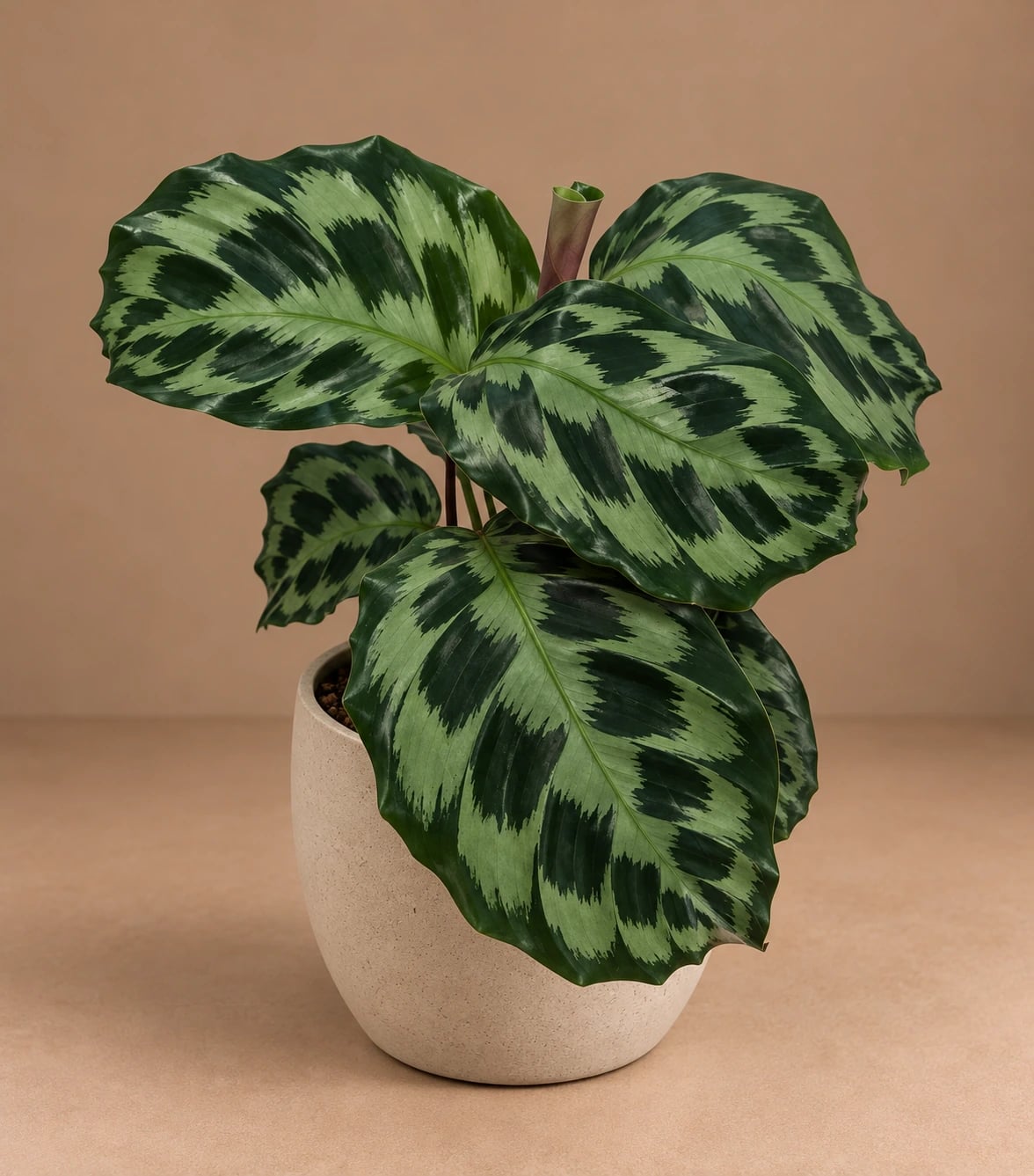 Kalateja Helen Kennedy (Calathea) - M