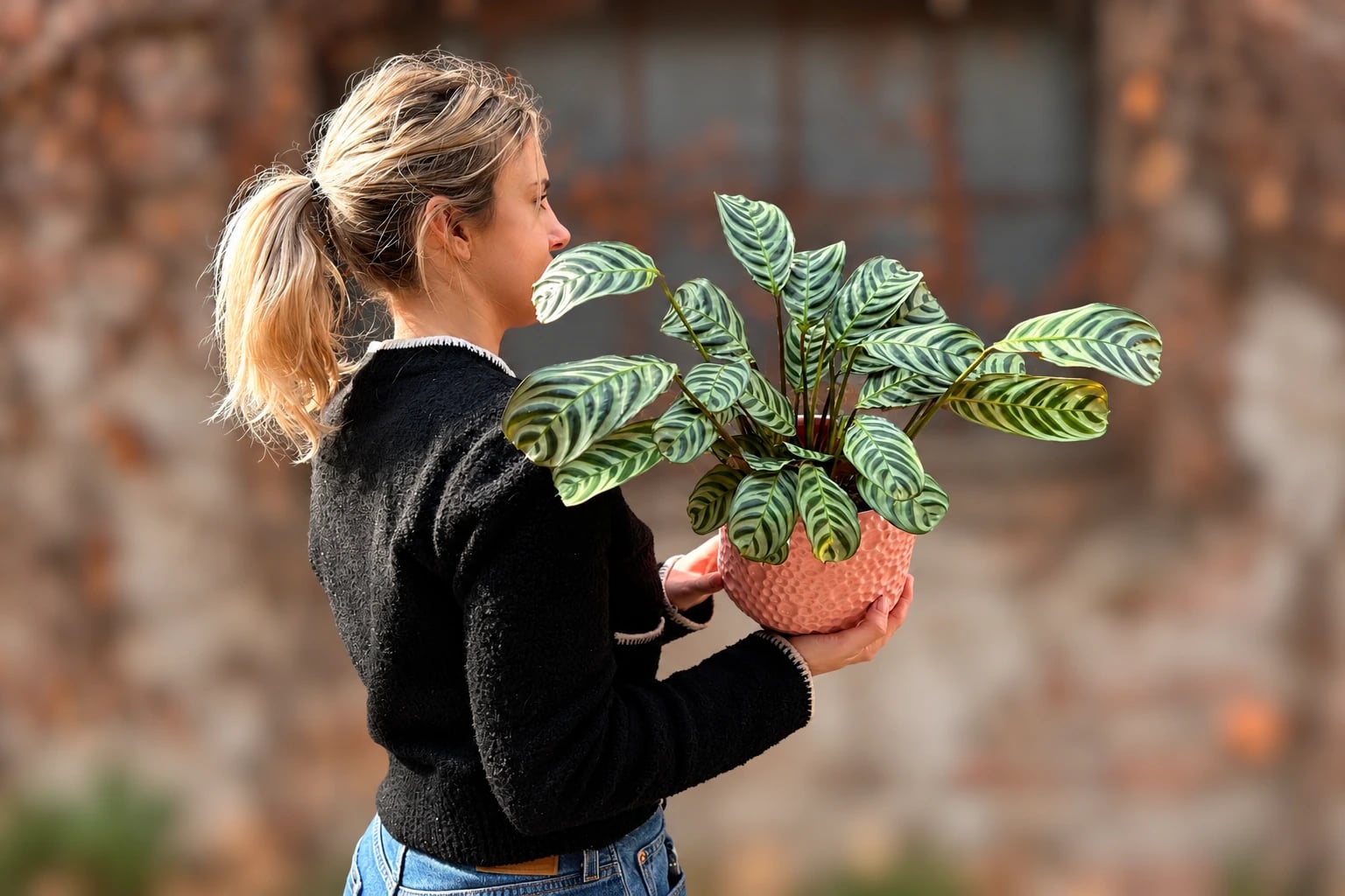 Ctenanthe Burle-marxii: Fishbone Prayer Plant - M