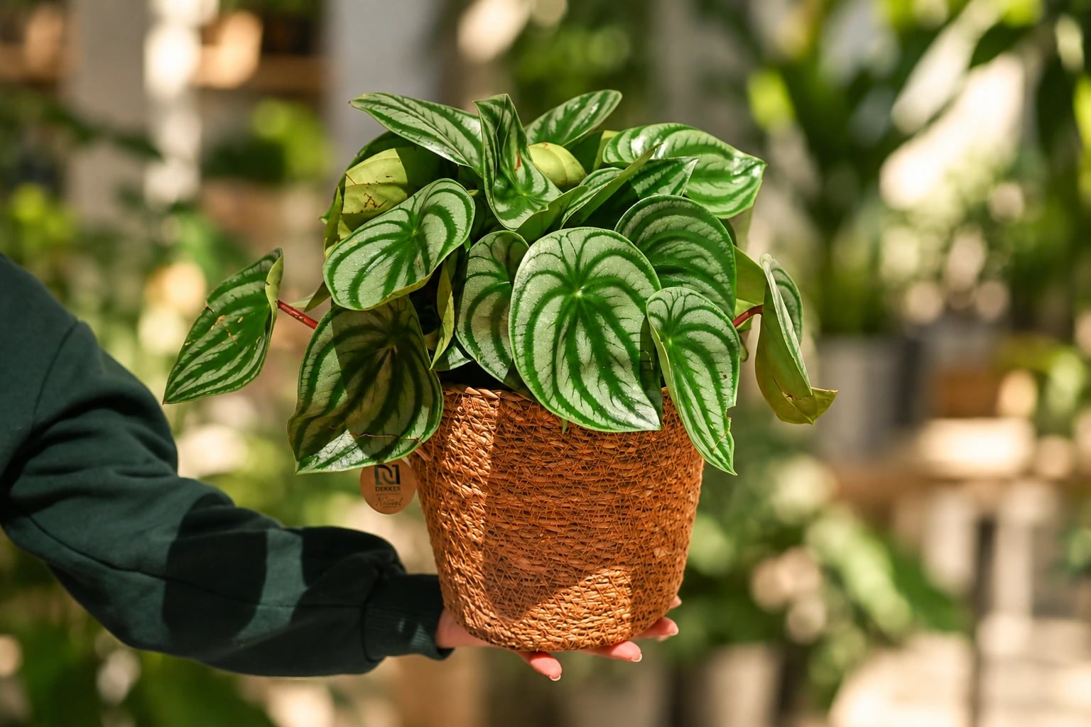 Peperomija Lubenica: Peperomia argyreia - M
