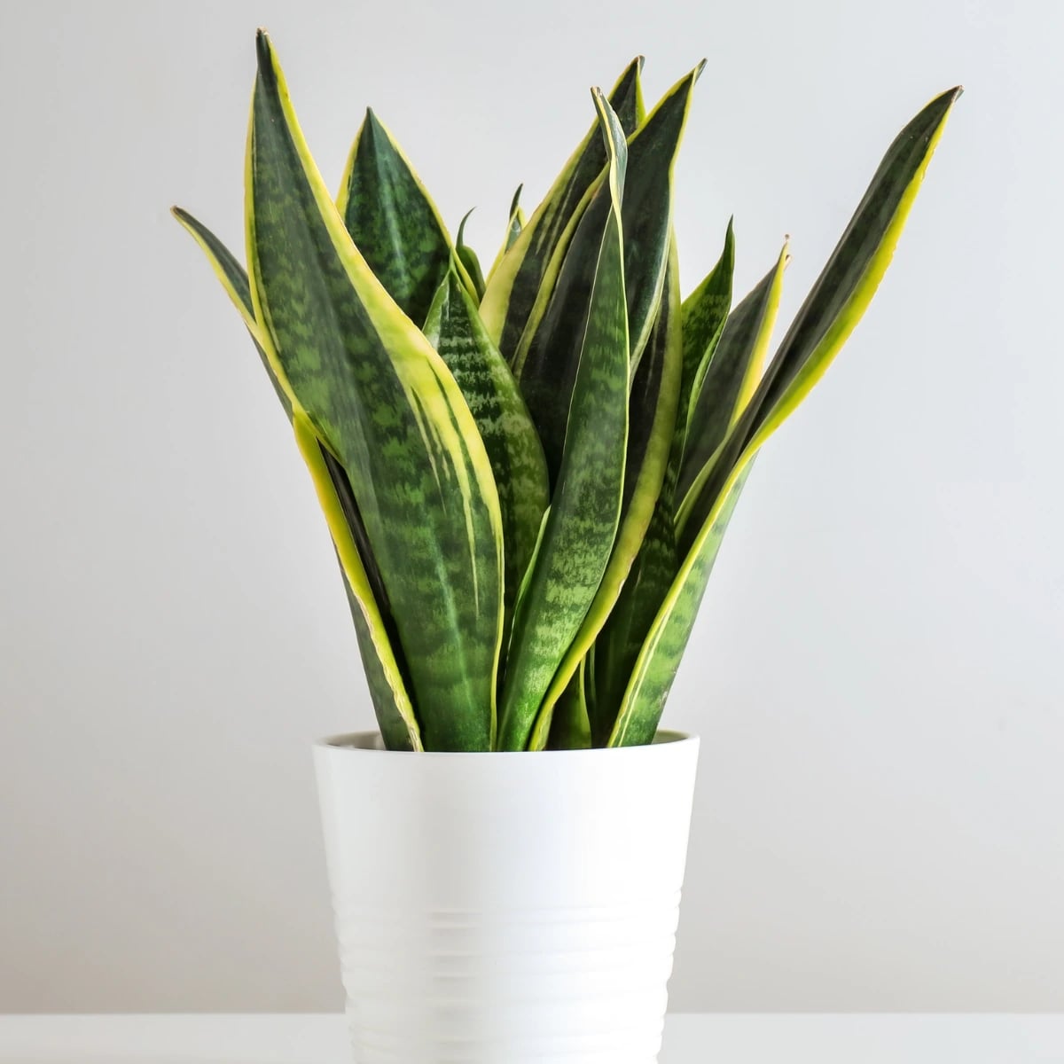 Sansevieria, poznata i kao 'zmijska biljka', s uskim, uspravnim, zelenim listovima sa svijetlim rubovima, koja raste vertikalno u saksiji.