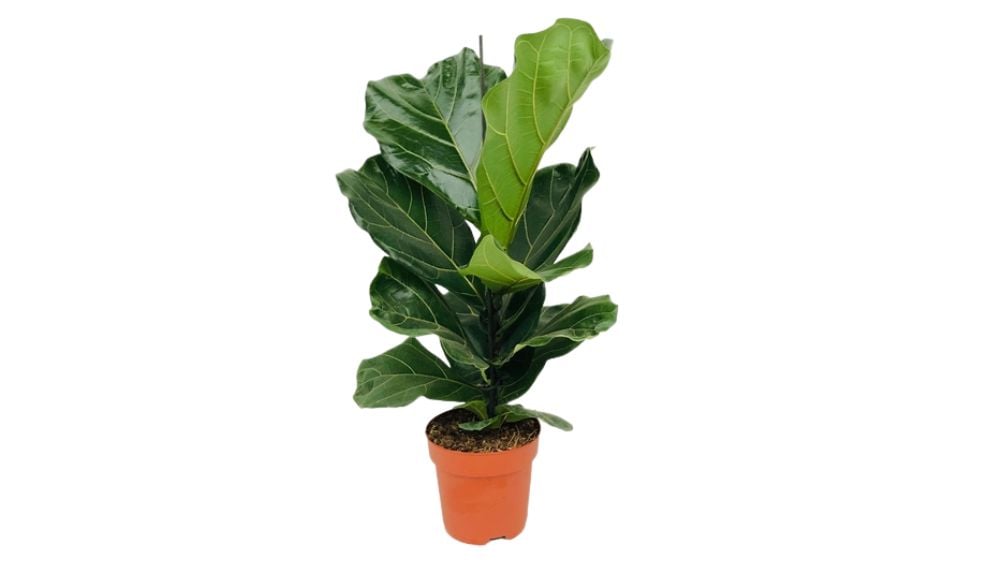 Fikus lyrata Bambino: Fiddle-leaf Fig (Lirasti fikus) - M