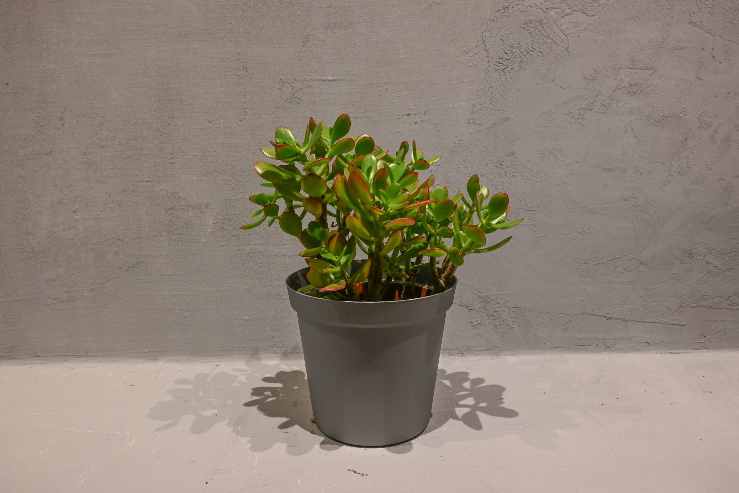 Crassula (Drvo novca) - M