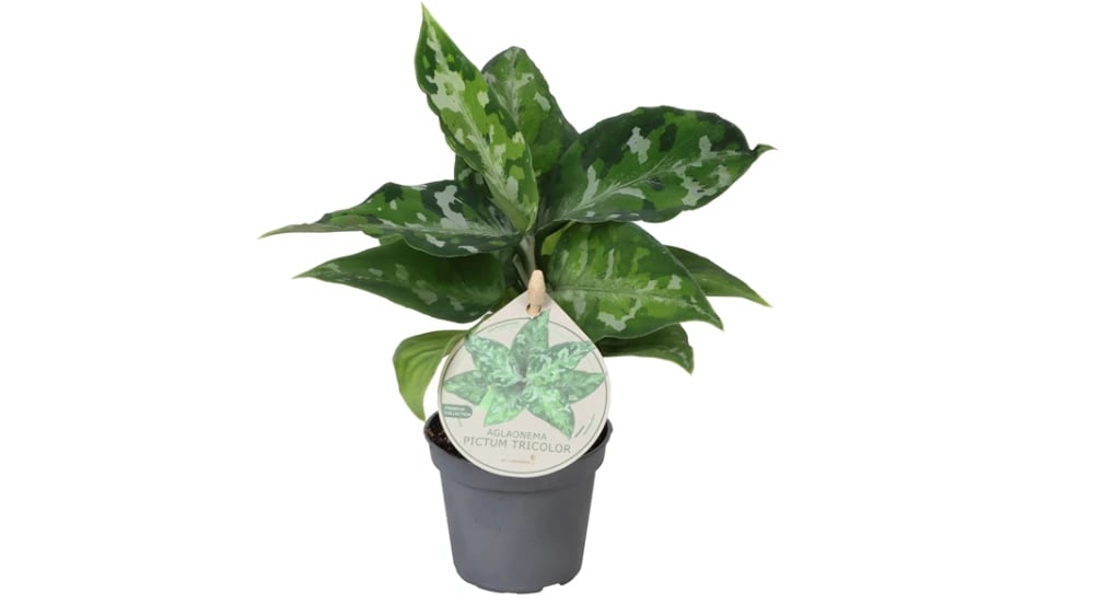 Aglaonema Pictum: Chinese Evergreen - XS