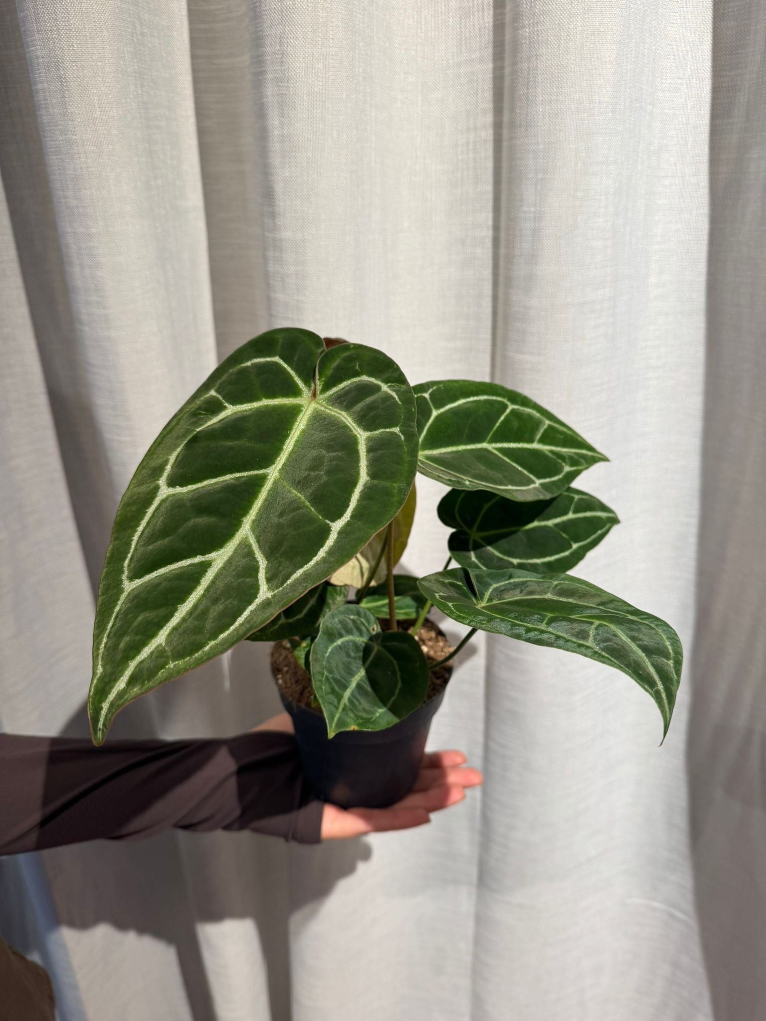 Anturij: Crystal Anthurium (Anthurium Chrystalli) - M