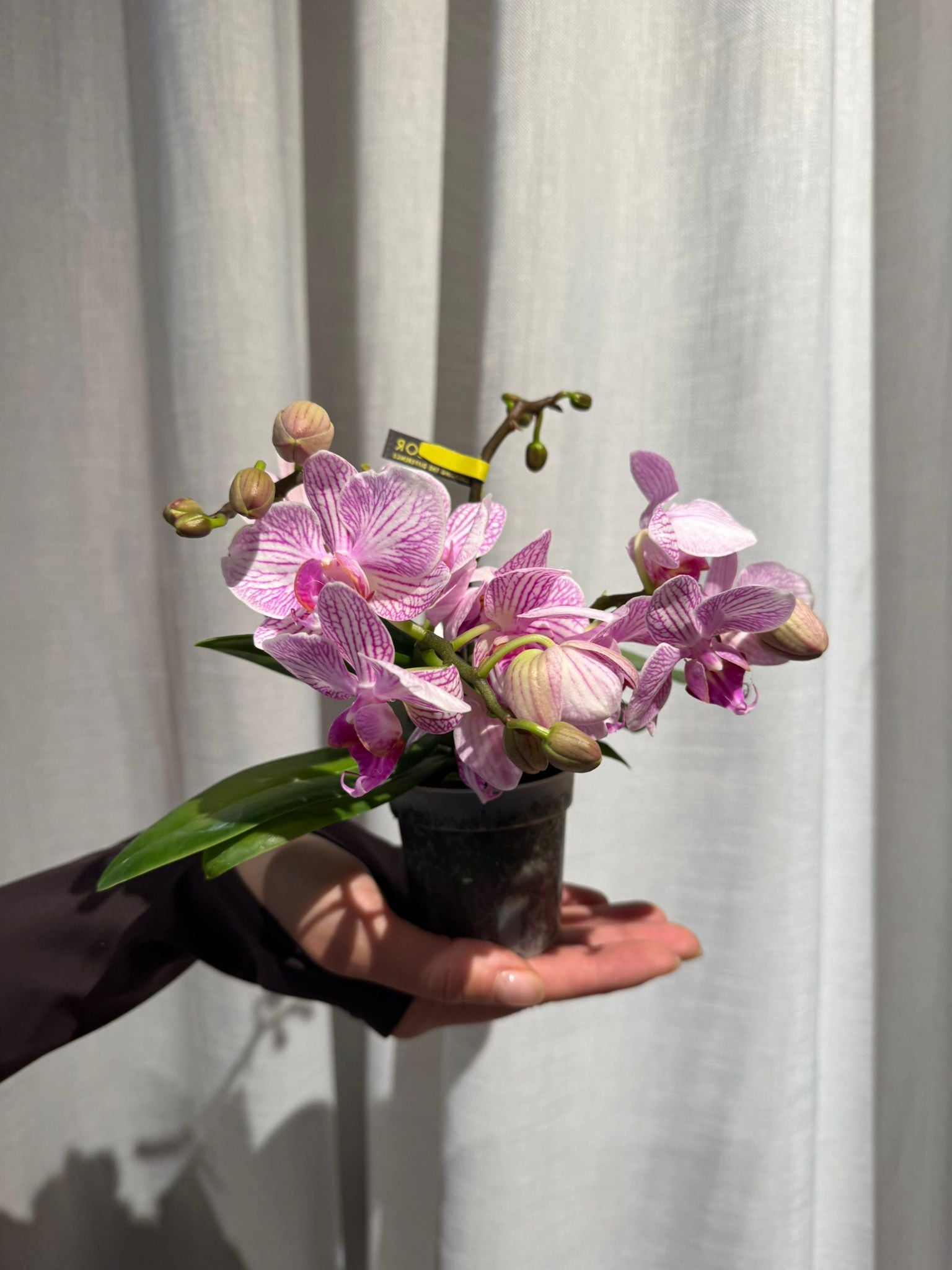 Orhideja: Butterfly Orchid (Phalaenopsis Multiflora Arti) - S