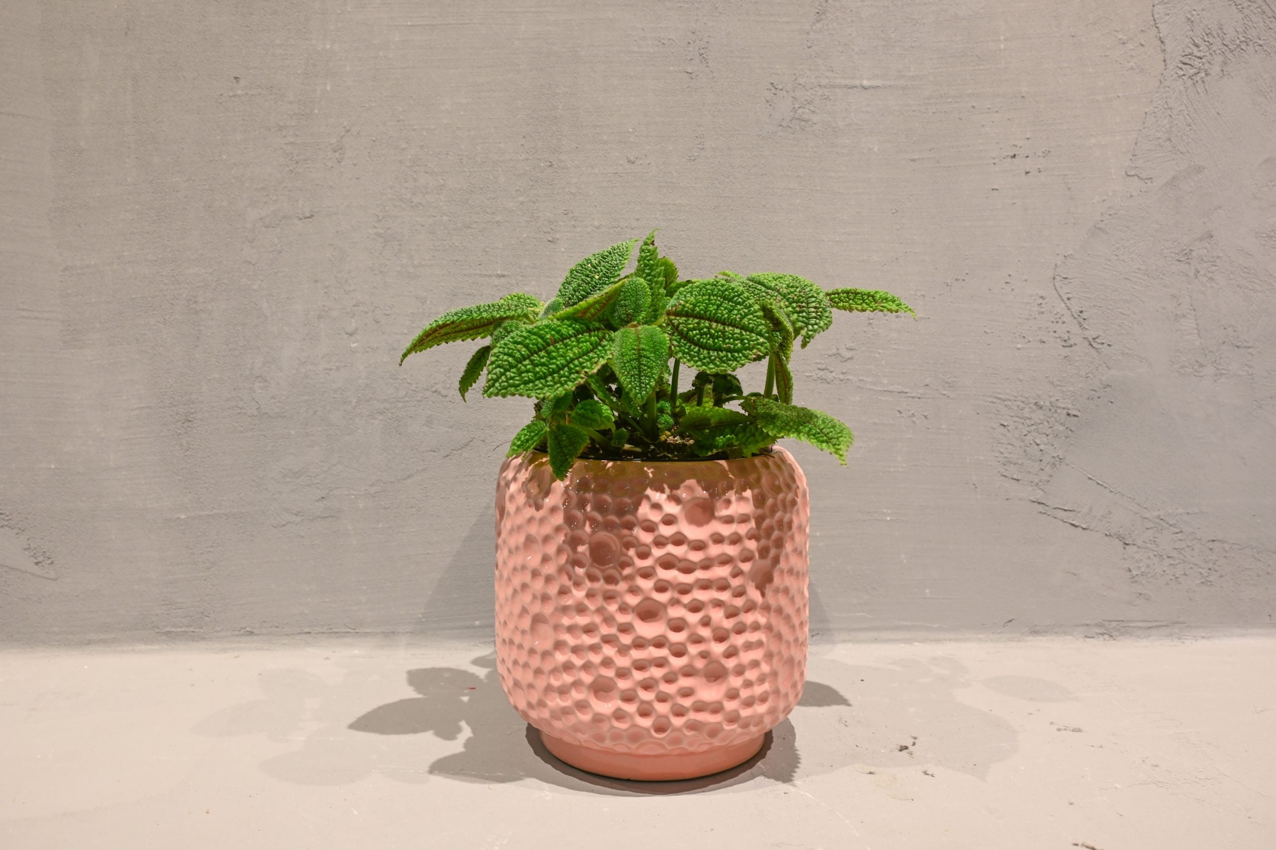 Pileja: Moon Valley (Pilea Mollis) - S