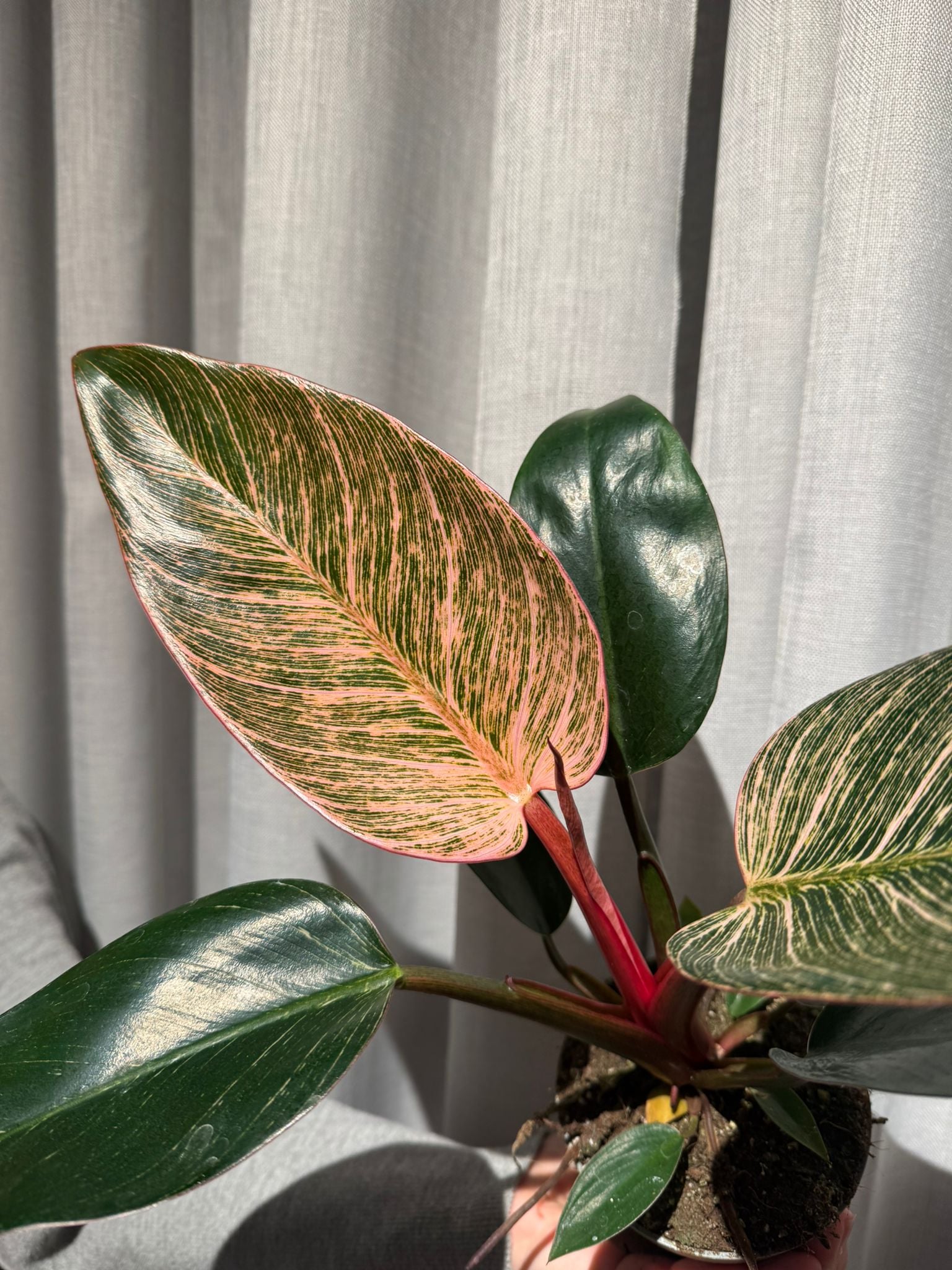 Filodnendron Pink Birkini: Philodendron Birkin - M